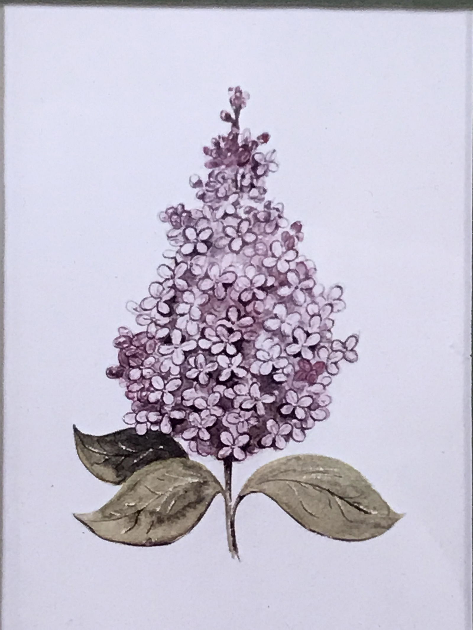 Lilac flower illustration: Lilac flower bunch illustration, unsigned, double matted in both tan and green matching the earth tones of the vibrant purple flowers, Gold painted frame with carved floral detail, reverse features st