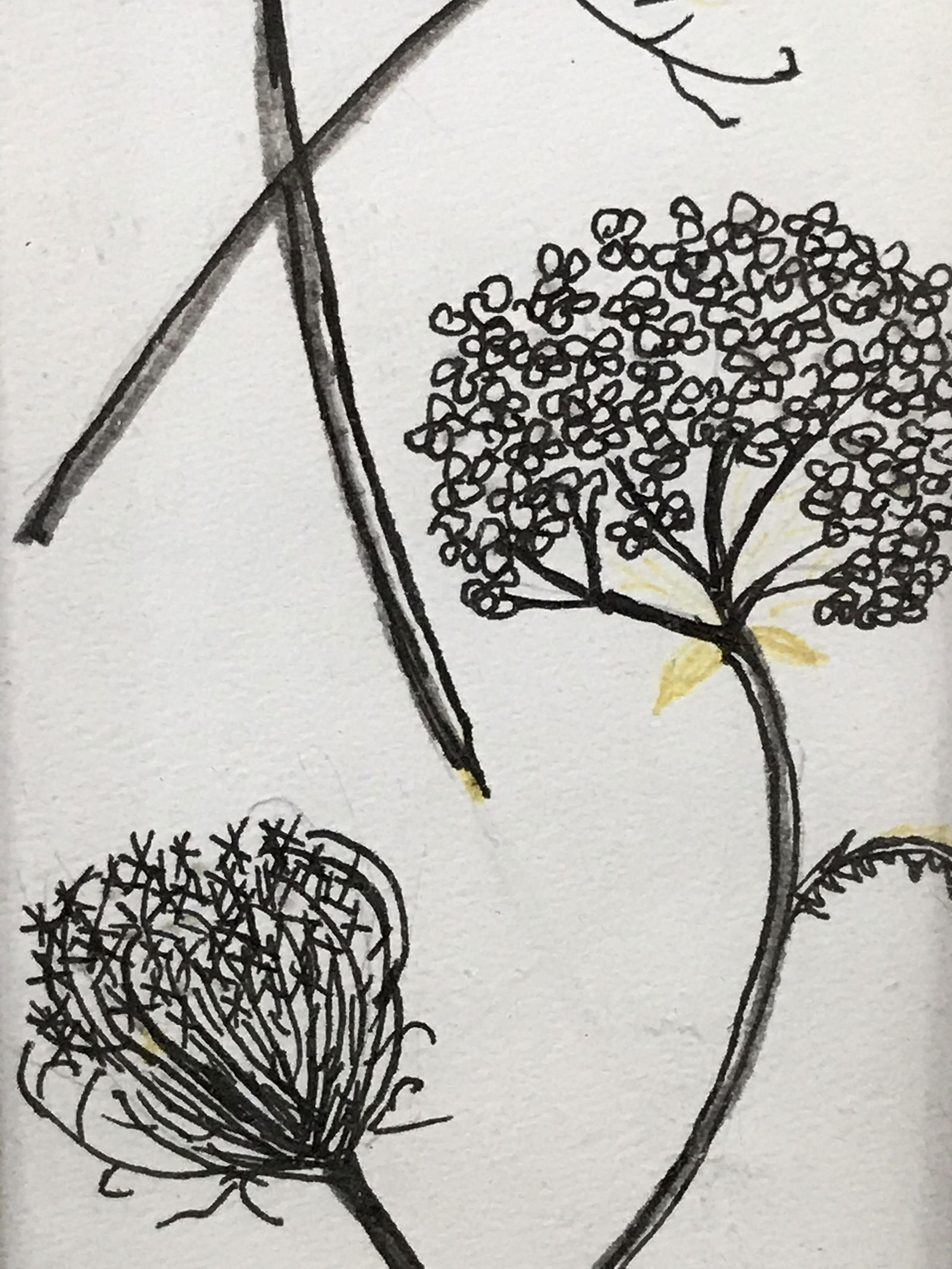 Botanical illustration, Helga Brinitzer: Black and pen drawing of flowers, Helga, subtle yellow highlights surround the flowers and gives depth to image, signed by the artist, framed in a light finish wood, has not been examined outside of f