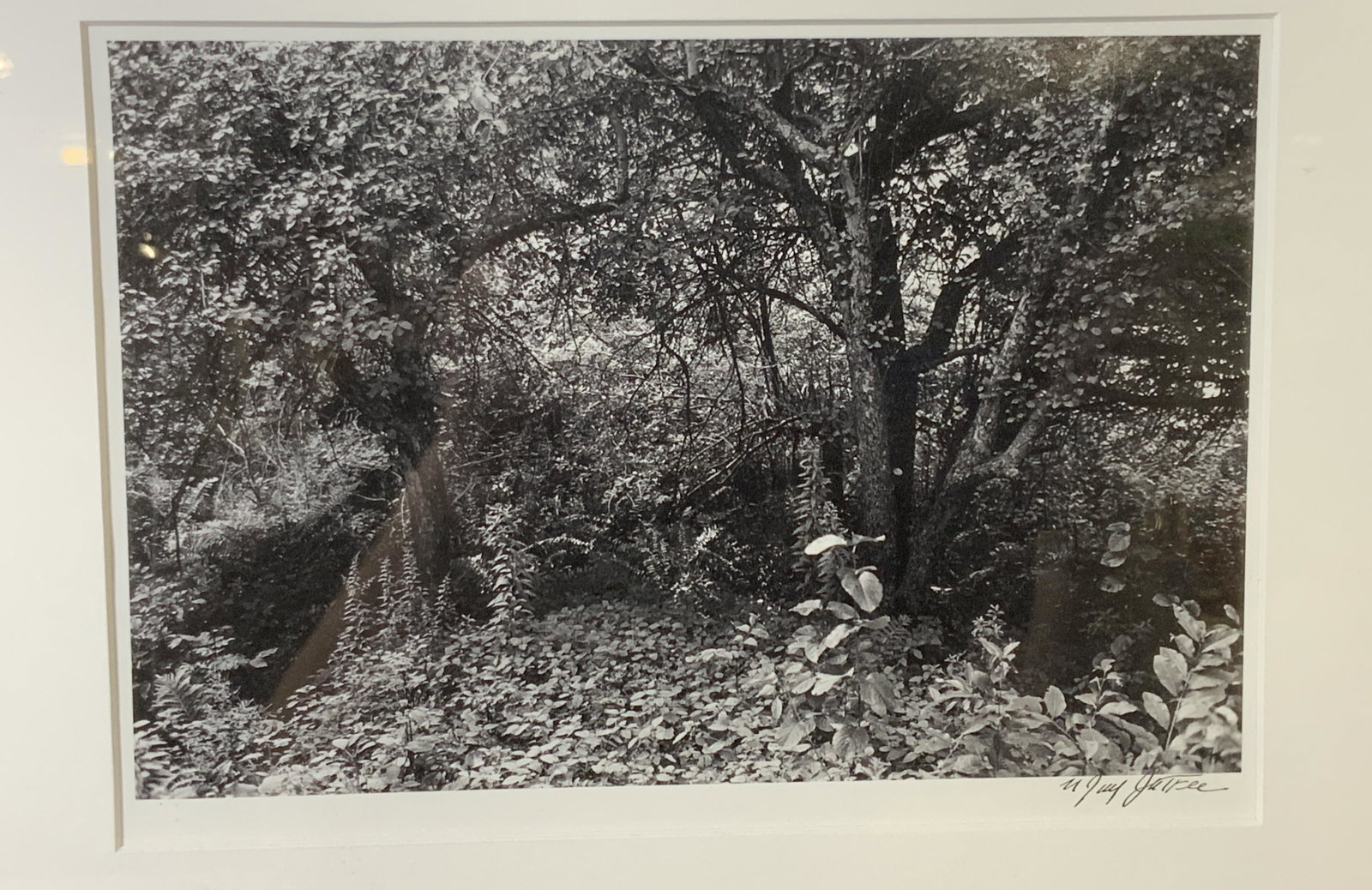 N Jay Jaffee Black and White Photograph: N Jay Jaffee Black and White Photograph, Signed N Jay Naffee, vintage, landscape of bushes and trees in the woods, matted in white and framed in a silver colored metal frame, under glass, piece measur