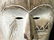 Ngil Gabon Fang White Face Mask - 9