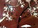 Asian Wood Panel W Mother Of Pearl Inlay - 5