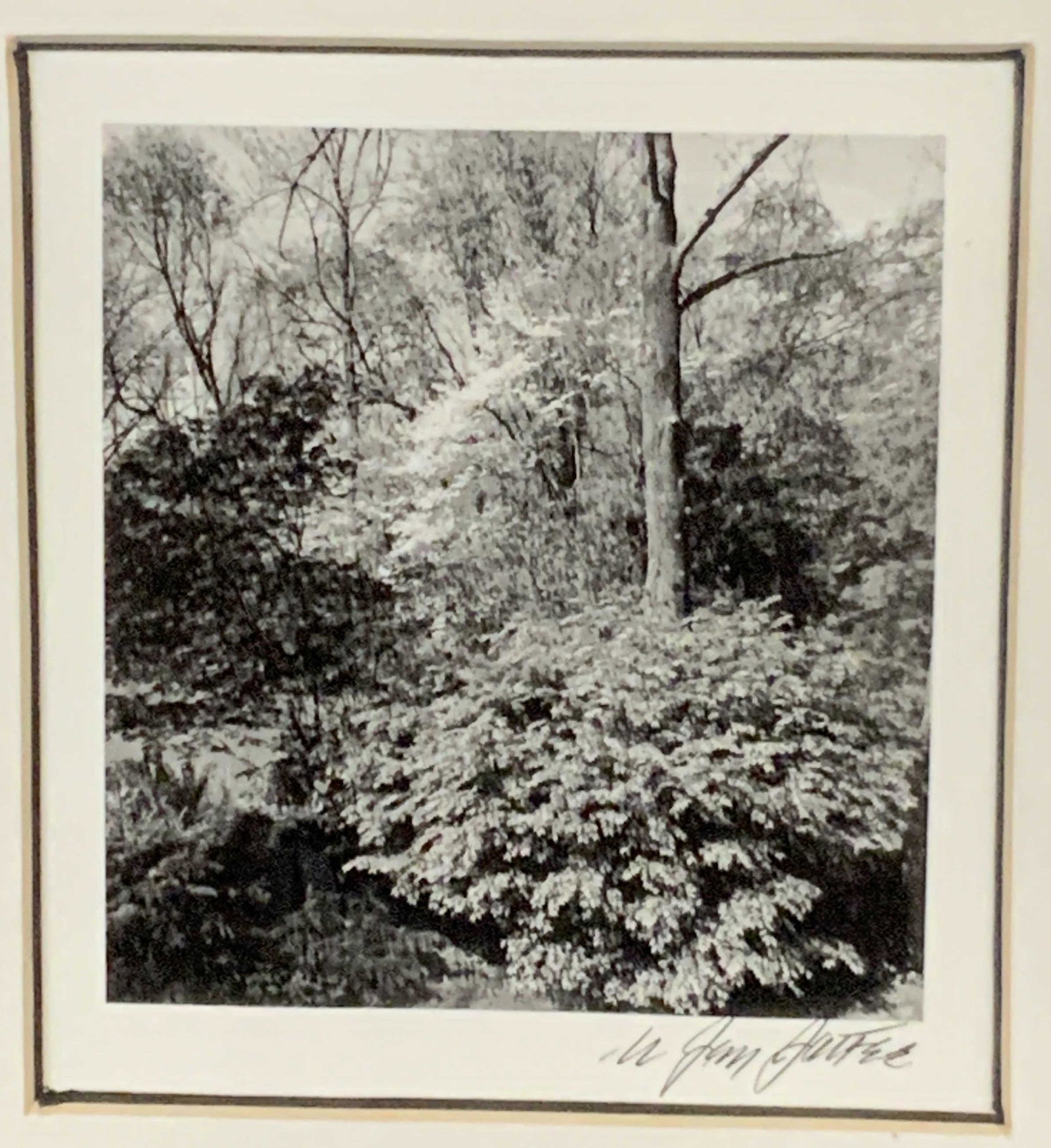 Signed N Jay Jaffee Photograph: N Jay Jaffee signed black and white Polaroid depicting a garden with trees and bushes, reverse has information about the artist and the print, matted in white with black edges, piece measures 10.25 in