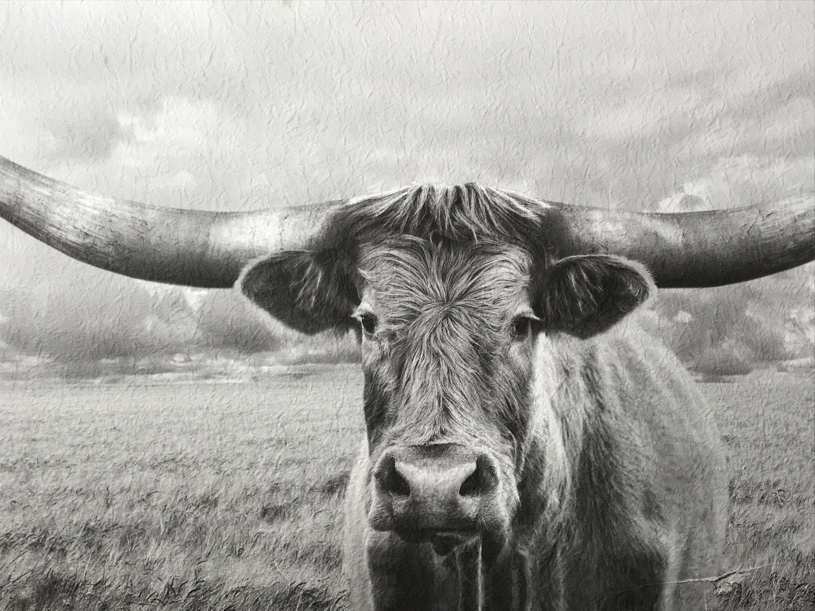 Yak Black and White Wall Art Print: Yak Wall art print, no apparent signature, printed on a textured paper canvas, black and white, subject a lone wide yak in a field, two punctures to canvas, some stains to paper, in black wooden frame