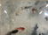 Chinese Style Coy Fish Painting - 4