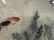 Chinese Style Coy Fish Painting - 5