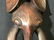 Cameroonian Bamileke Elephant Mask - 3
