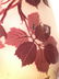 Signed GALLE French Cameo Art Glass Vase - 5