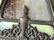 Antique BRADLEY & HUBBARD Arts and Crafts Lamp - 5