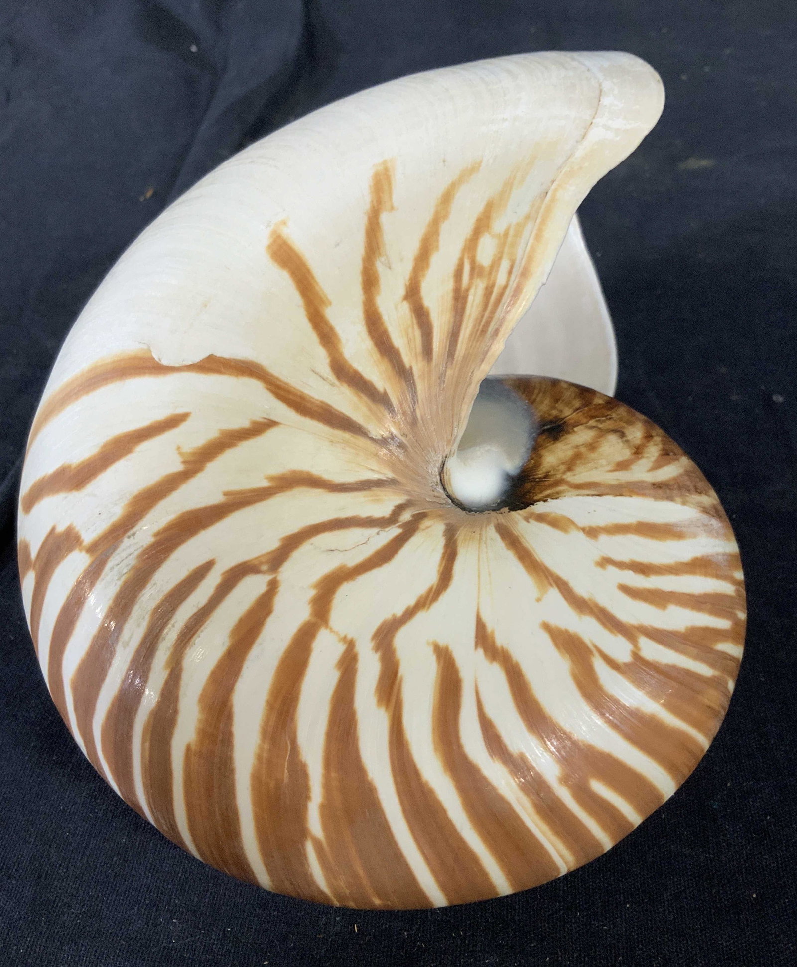 Large Natural Nautilus Shell , Organic Decor: Nautilus shell with brown and white inside and exterior coloring, with spray of brown pinwheel formed striping, Tiger striping, natural shell, upcycle to decorative accessory with stand, table ware, o