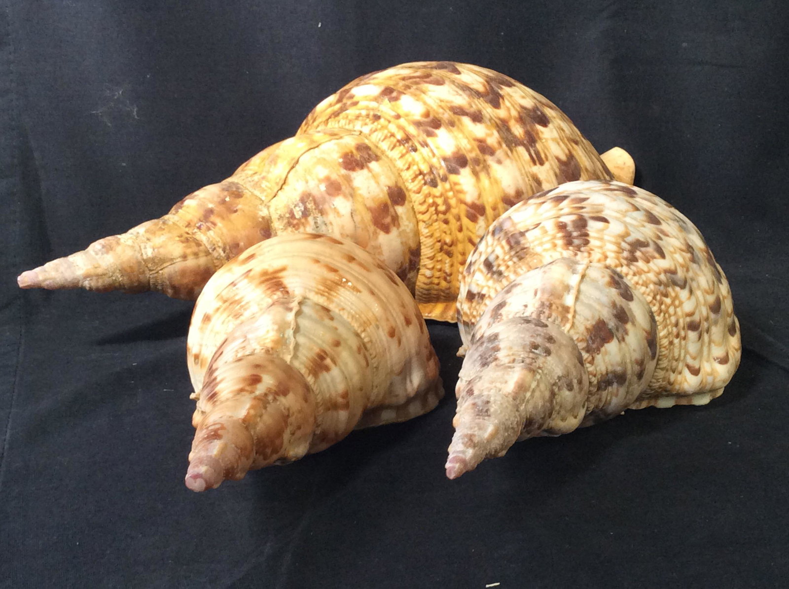 Lot 3 Oversize Decorative Conch Beach Shells: Largest measures 15 x 8 in. Ht 5 in. Decorative Seashells, Home Decor, Interior Design Accessory, Table Display , Oversize Beach Shells, Centerpiece, Beach, Shells, oversize Large conch shells, 3 Prop