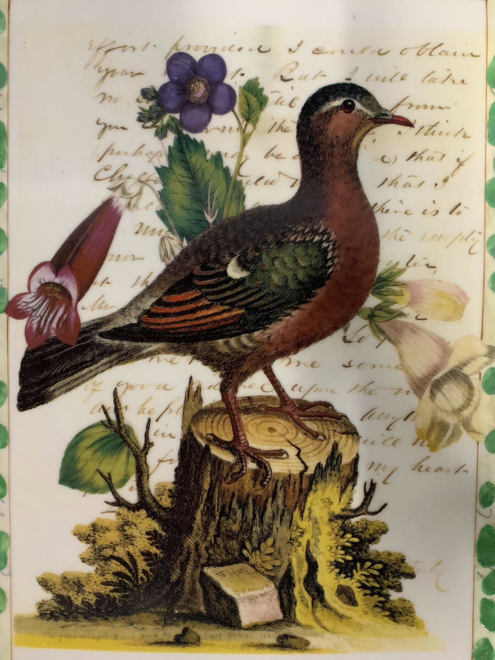 John Derian Hand Painted Green Winged Dove Tile: John Derian hand painted green winged dove ceramic tile, 2 of set of 4 being auctioned, After the biological illustrations of George Edwards, inscriptions written in cursive, inscription to reverse re