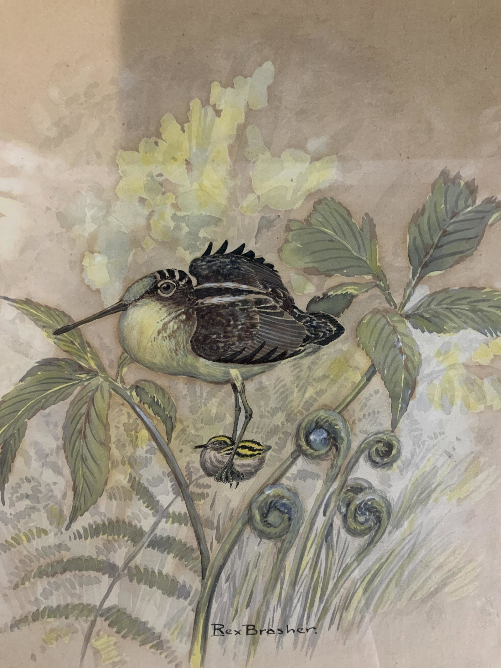 Rex Brasher Signed Watercolor on Paper: Rex Brasher signed watercolor on paper, signature to lower center reads ‘Rex Brasher’, label your reverse reads ‘RH Macyu Co Inc New York’, a bird and baby bird amongst greenery, Wooden frame 