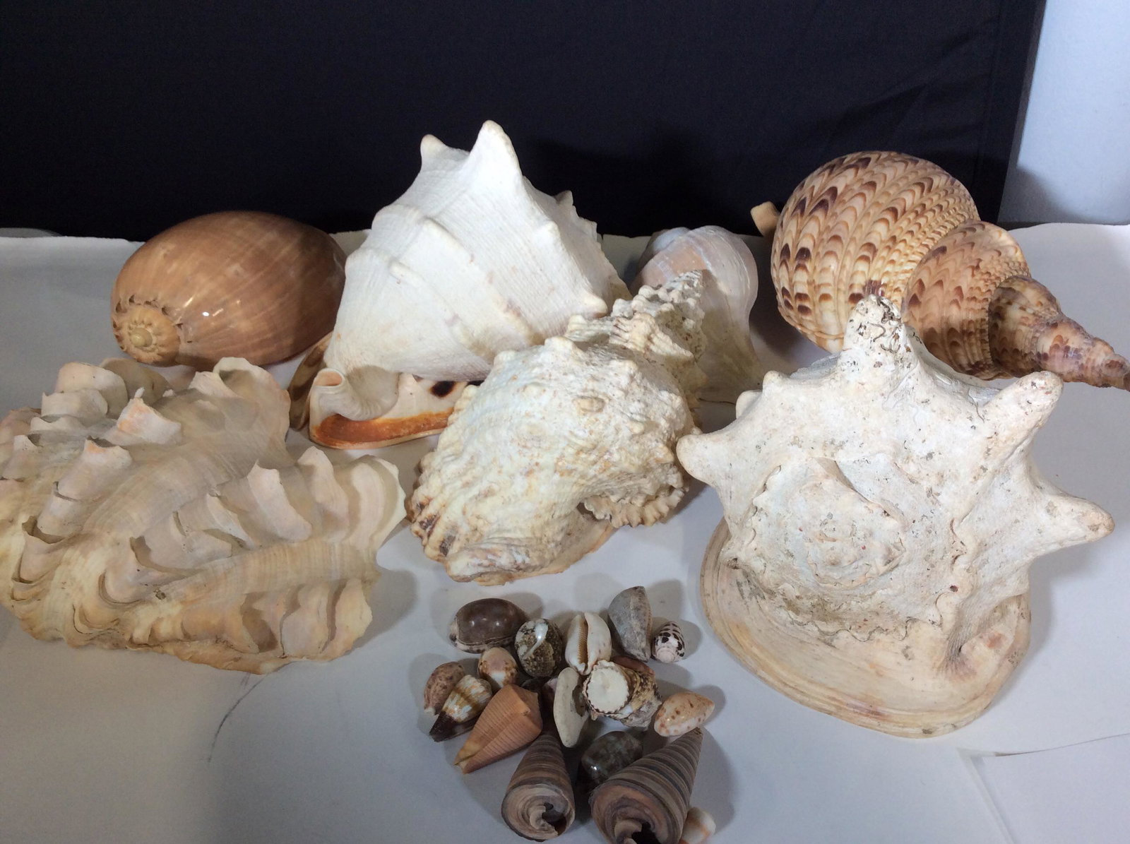 Lot Oversized Decorative Sea Shells: Oversized Spiked Murex, Marlin Spikes, Ear Conk, snail shells, Conch,. Avg size 14 x 8 in. Ht app 7.5 in. These shells are usually found in southern Japan to the Great Barrier Reef, Indo pacific, and 
