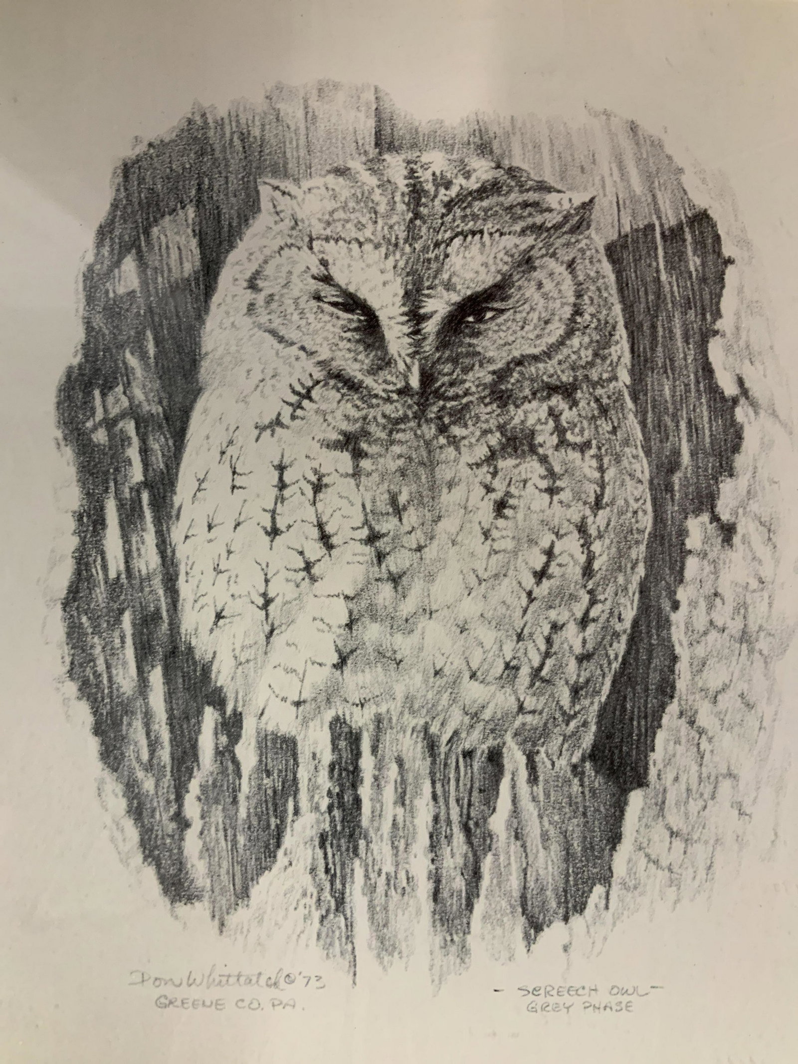 Don Witlatch Screech Owl Offset Lithograph: Don Witlatch Screech Owl Offset Lithograph, inscription to lower portion of piece reads ‘Don Witlatch 73 Greene Co, PA’, ‘Screech Owl Grey Phase’, label to reverse reads ‘custom framing by P