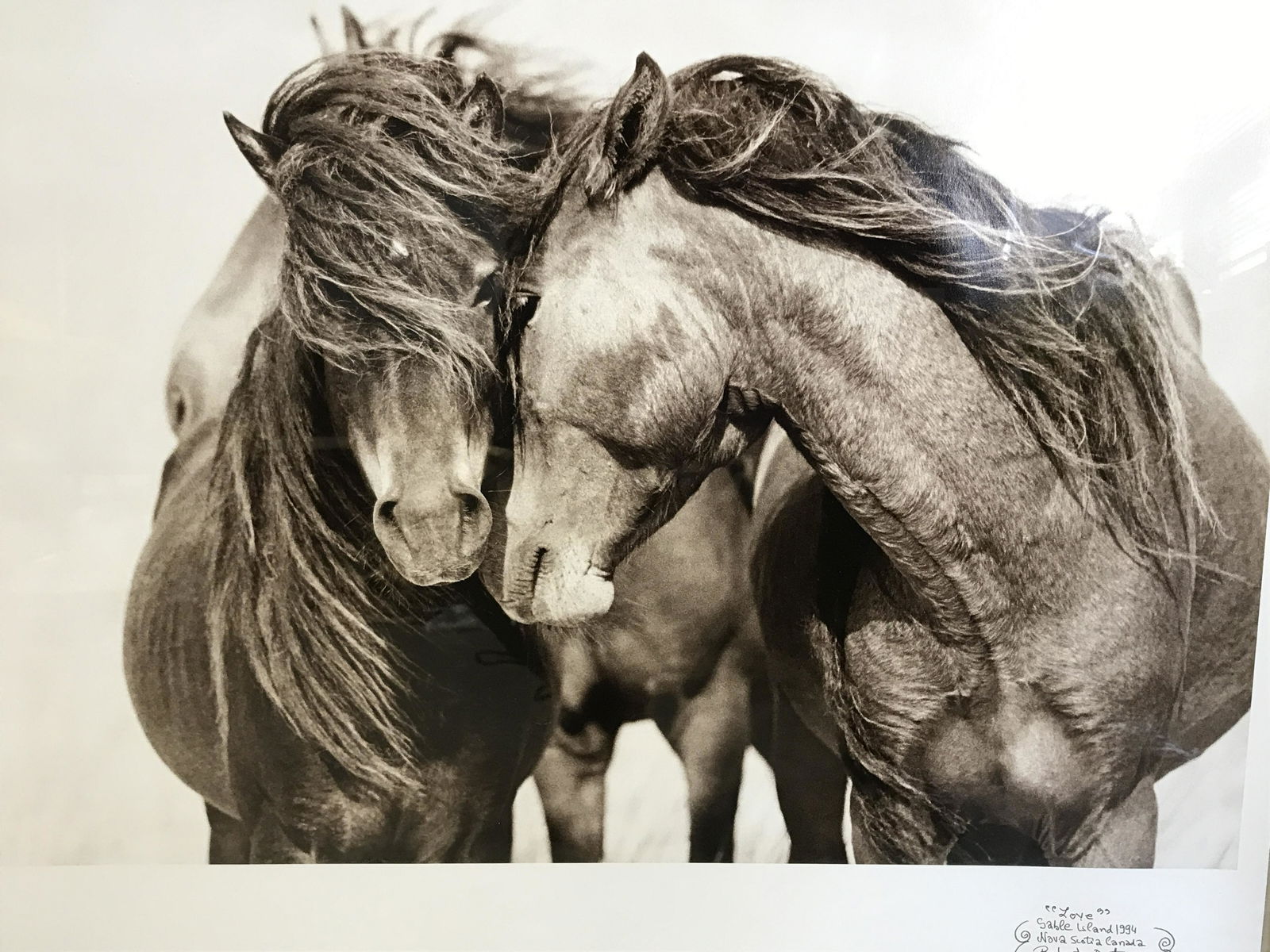 Framed Roberto Dutesco Signed Photo of Horses: Framed Roberto Dutesco signed photograph of horses, signature date and text to the lower right corner reads Â‘ Â‘LoveÂ’ Sable Island 1994 Nova Scotia Canada, Roberto Dutesco New York City 201