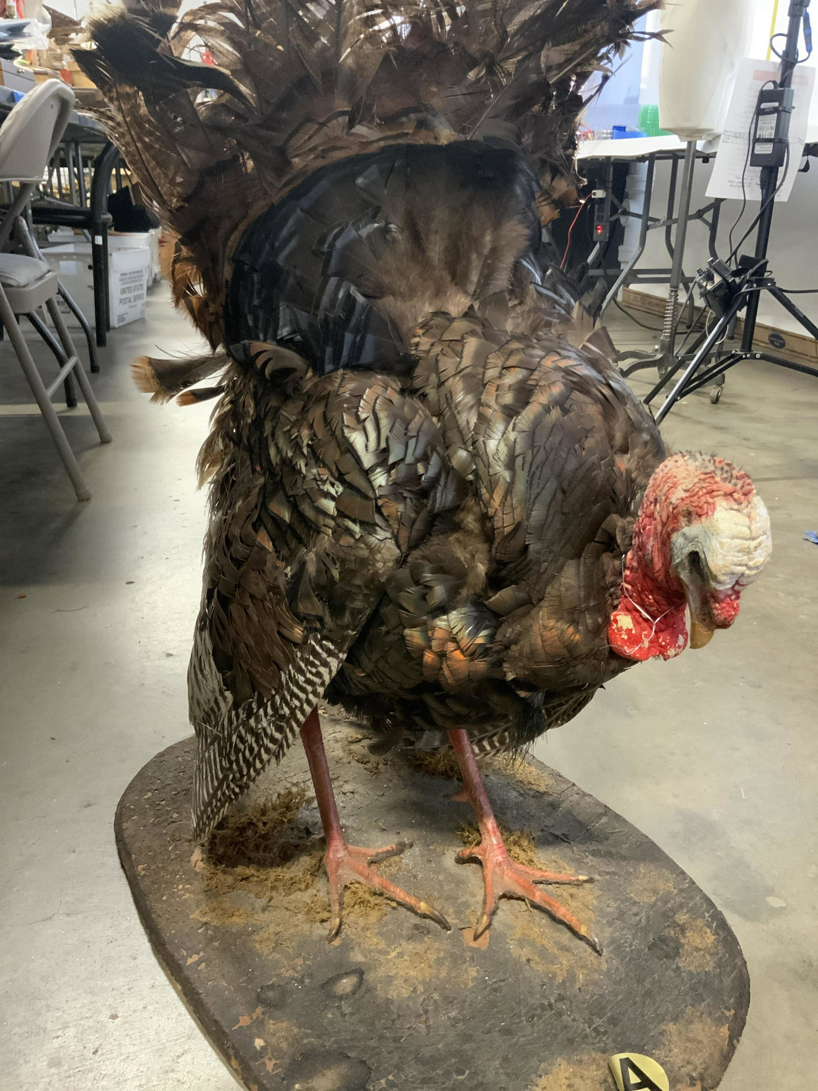 Antique Turkey Taxidermy on Stand, 33 in HT: Collectible taxidermy Turkey, oversized, measures 33 in. ht, 23 in. W, app25 in. L. Tabletop Decor & accessories, Taxidermy, Antique Turkey Taxidermy, centerpiece Turkey, Collectibles, Hunting lodge d