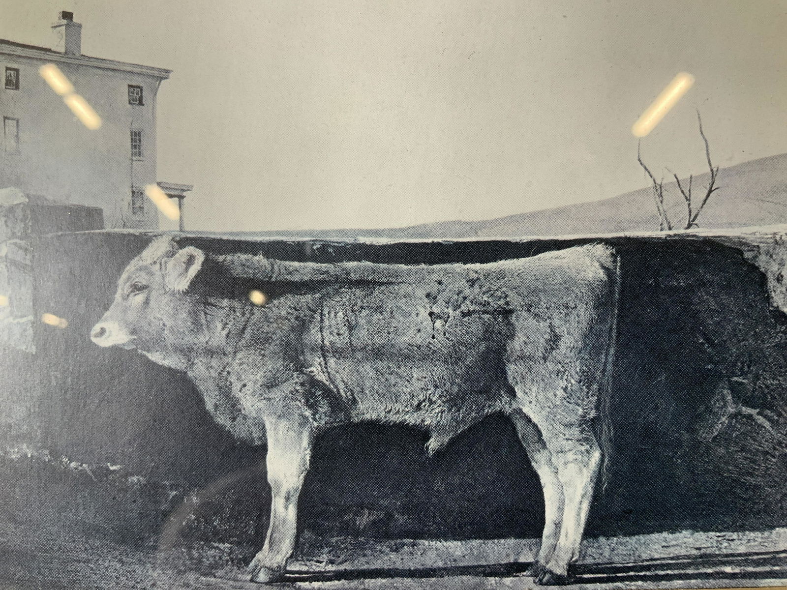 Andrew Wyeth Rural Scenes Offset Lithograph: Andrew Wyeth Rural Scenes Offset Lithograph, Inscription to reverse reads ‘4277’, subject a bull standing and people on a field, measures 17 1/2 x 13 5/8 inches, wooden frame painted gold and blac