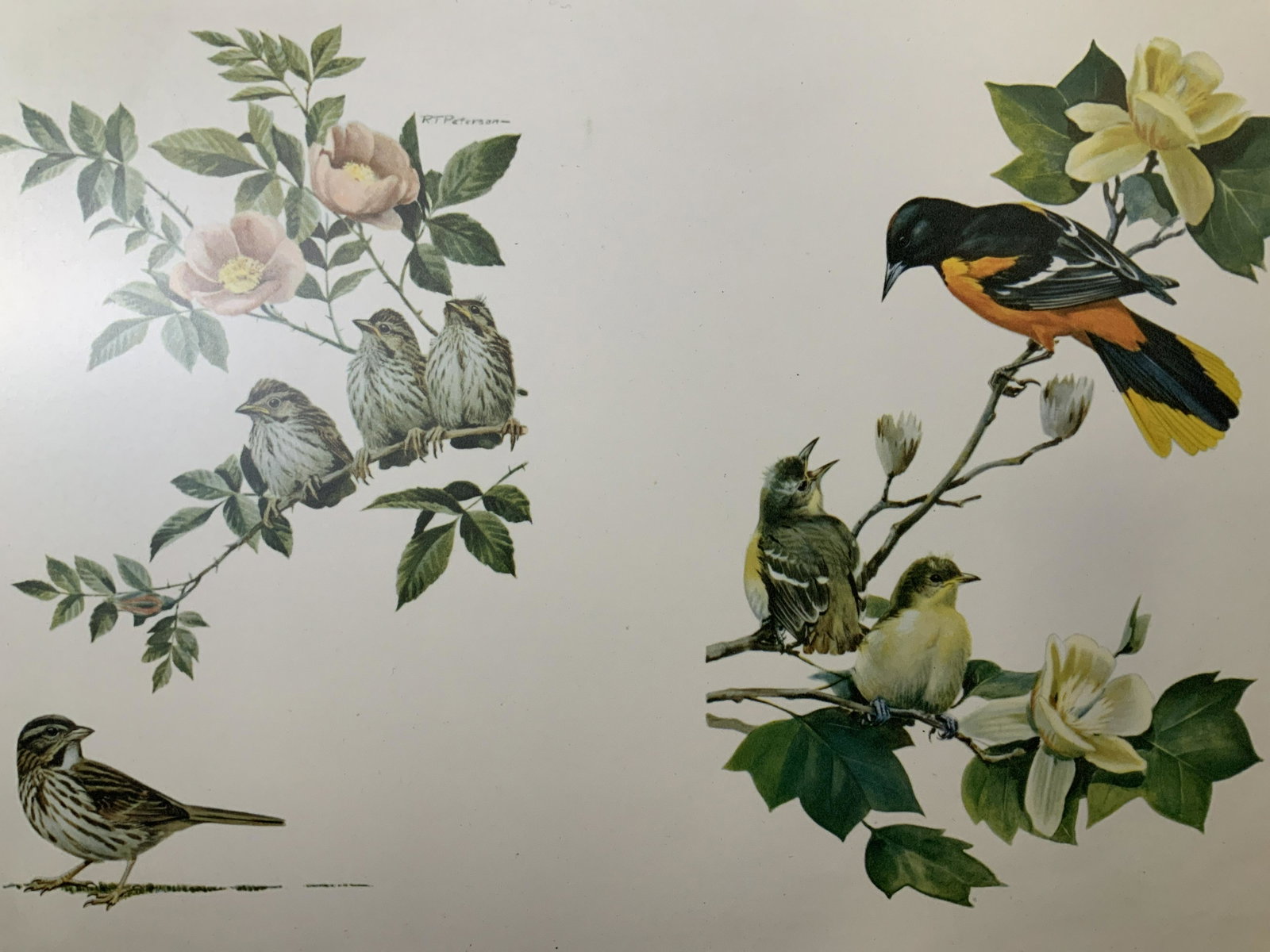 ROGER TORY PETERSON Offset Lithograph and Book: Roger Tory Peterson Offset Lithograph and Book, inscription to book reads ‘Peterson Field Guides Eastern Birds Roger Tory Peterson’, measures 7 5/8 x 4 7/8 inches, some wear to book’s dust cover
