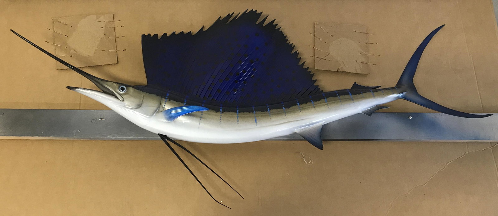 Mounted Taxidermy Sailfish: Mounted taxidermy Sailfish, still on initial mounting board, still in good condition, sailfish displays a bright blue color, back board to fish in a blue and grey painted plank, measure 65 inches wide