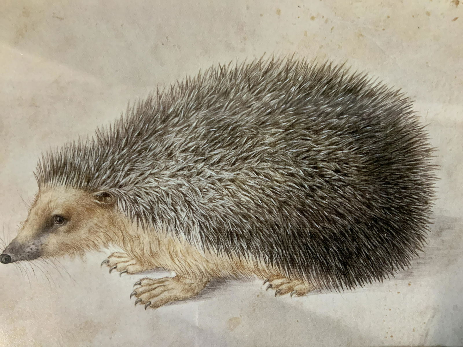 HANS HOFFMAN Hedgehog Offset Lithograph: Hans Hoffman A Hedgehog Offset Lithograph, inscription to reverse reads ‘Hand Hoffman 1545/59-1591/92 Watercolor + Gouache on vellum’, subject a hedgehog, measures 11 3/4 x 13 1/4 inches, wooden f