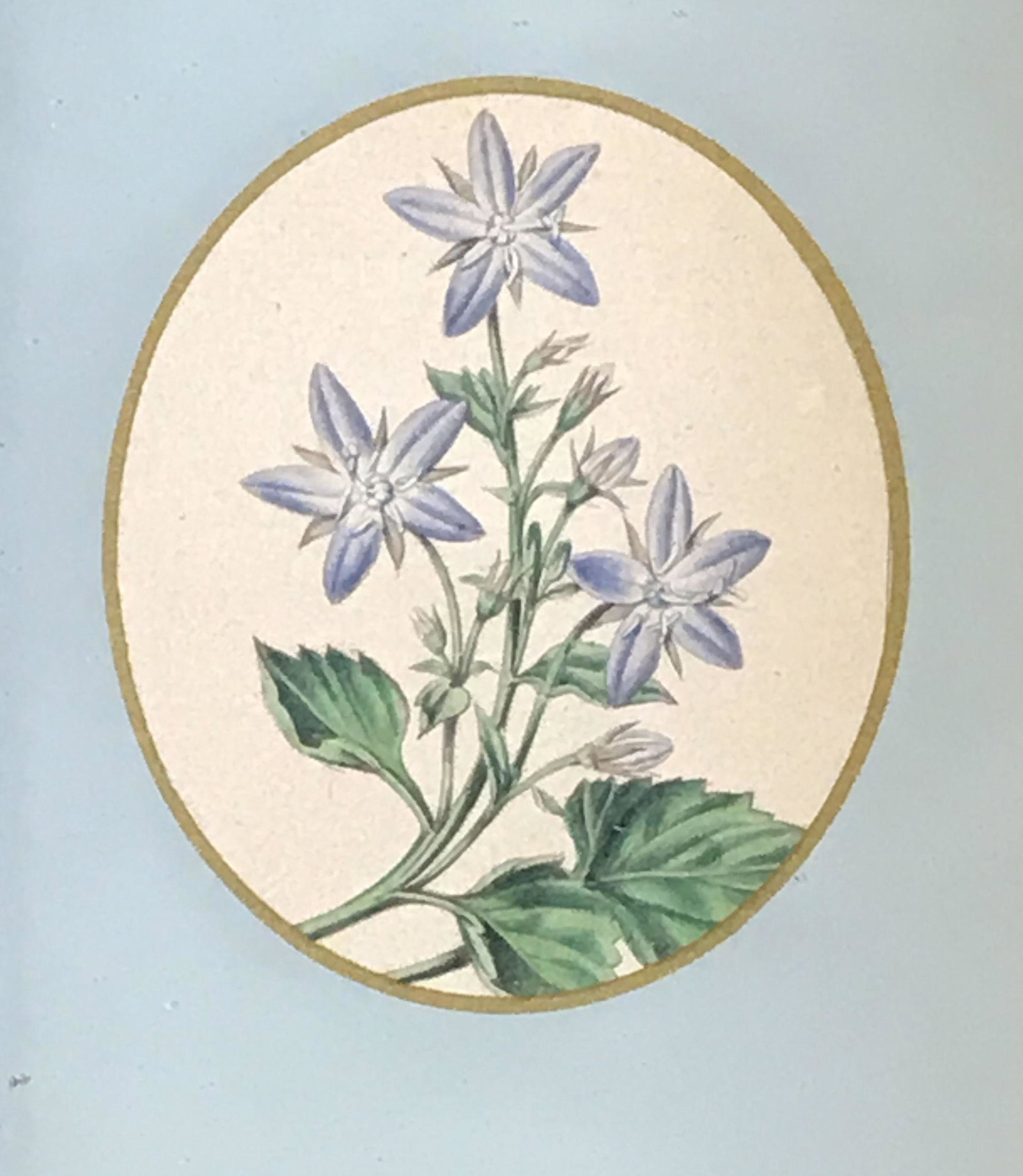 Hand Painted Floral Miniature Artwork: Hand Painted floral miniature artwork, no apparent signatures or stamps, subject a blue glory of the snow blooming on three twined stems, pale blue matting, gilt wood frame, some chips to frame, measu