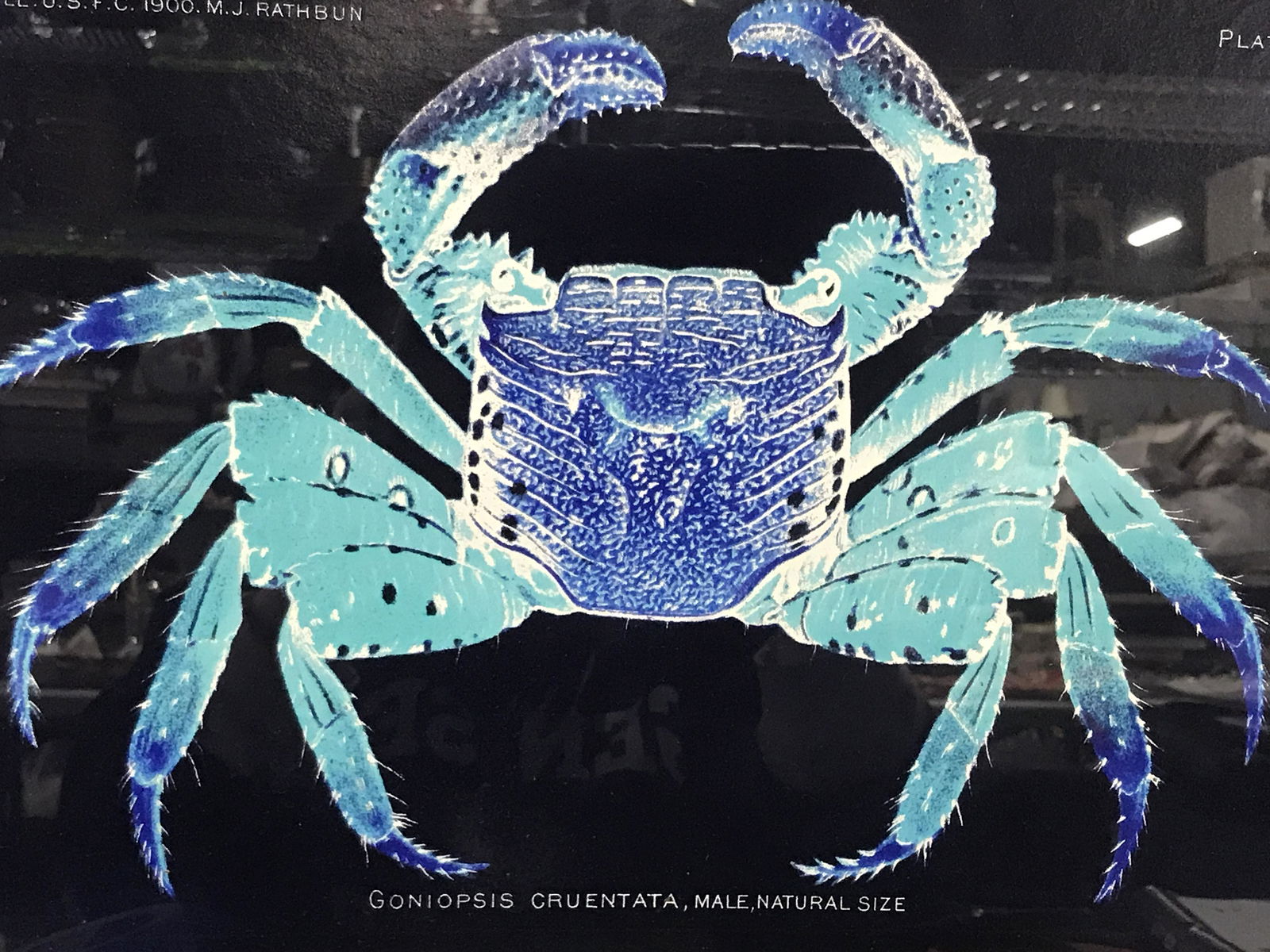 Blue Crab Lithograph Artwork: Watercolor style lithograph of the Arc de triomphe, no apparent signatures or stamps, subject the Arc de Triomphe in an abstract blue watercolor style, double matted in white, silver painted wooden fr