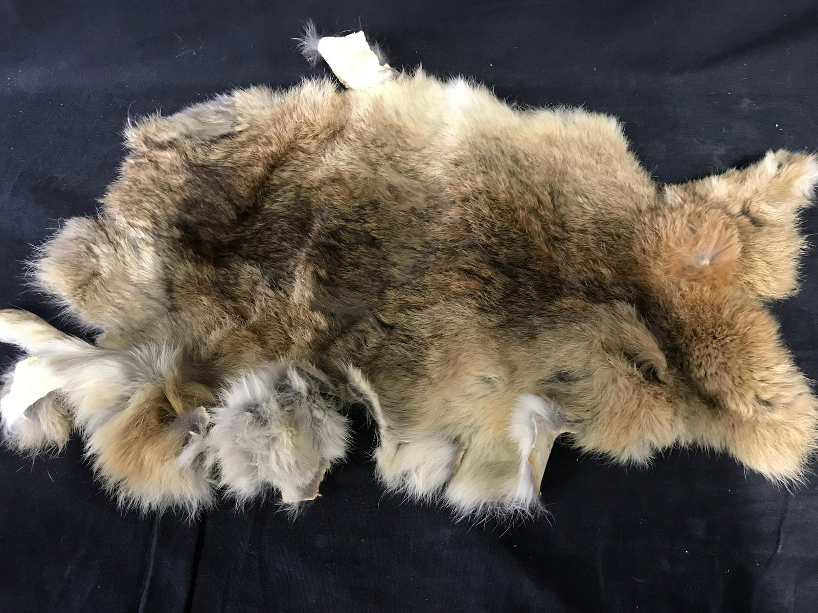 Fur Pelt Accessory: Fur pelt, possibly vintage. Measures approx 19.5 inches long, 15 inches W. Wear is consistent with age. Furs, pelts, tanned hide, animal hide, treated fur, hunting, collectibles, hunting trophy, troph