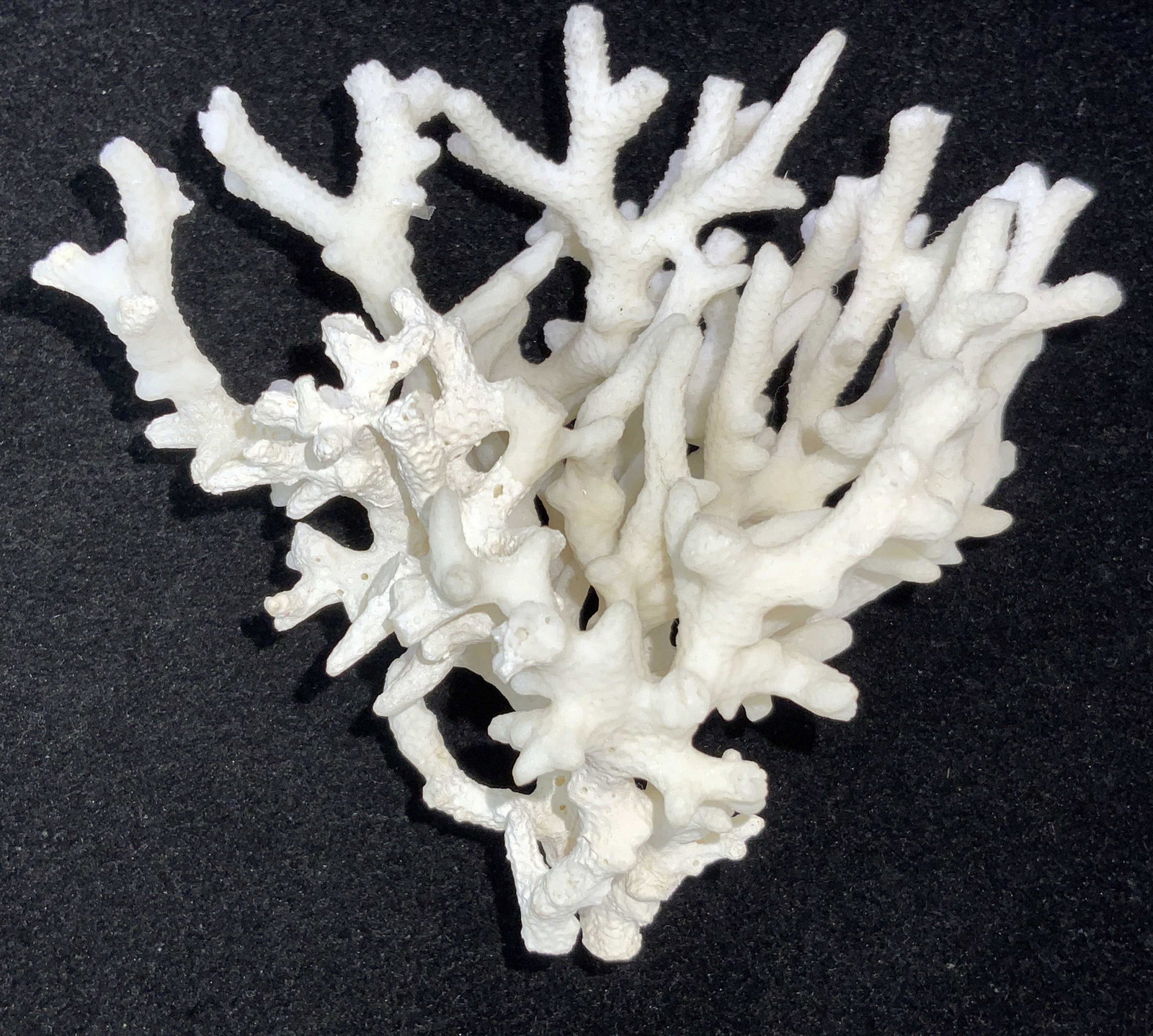 Natural WHITE CORAL Branch Cluster: A clustered branch of white coral. Was once live coral, now dried out. All branches stem from one piece. Has natural coral texture. Approx. 3 x 4 in. Organic decor, decorative accessory, home accent, 