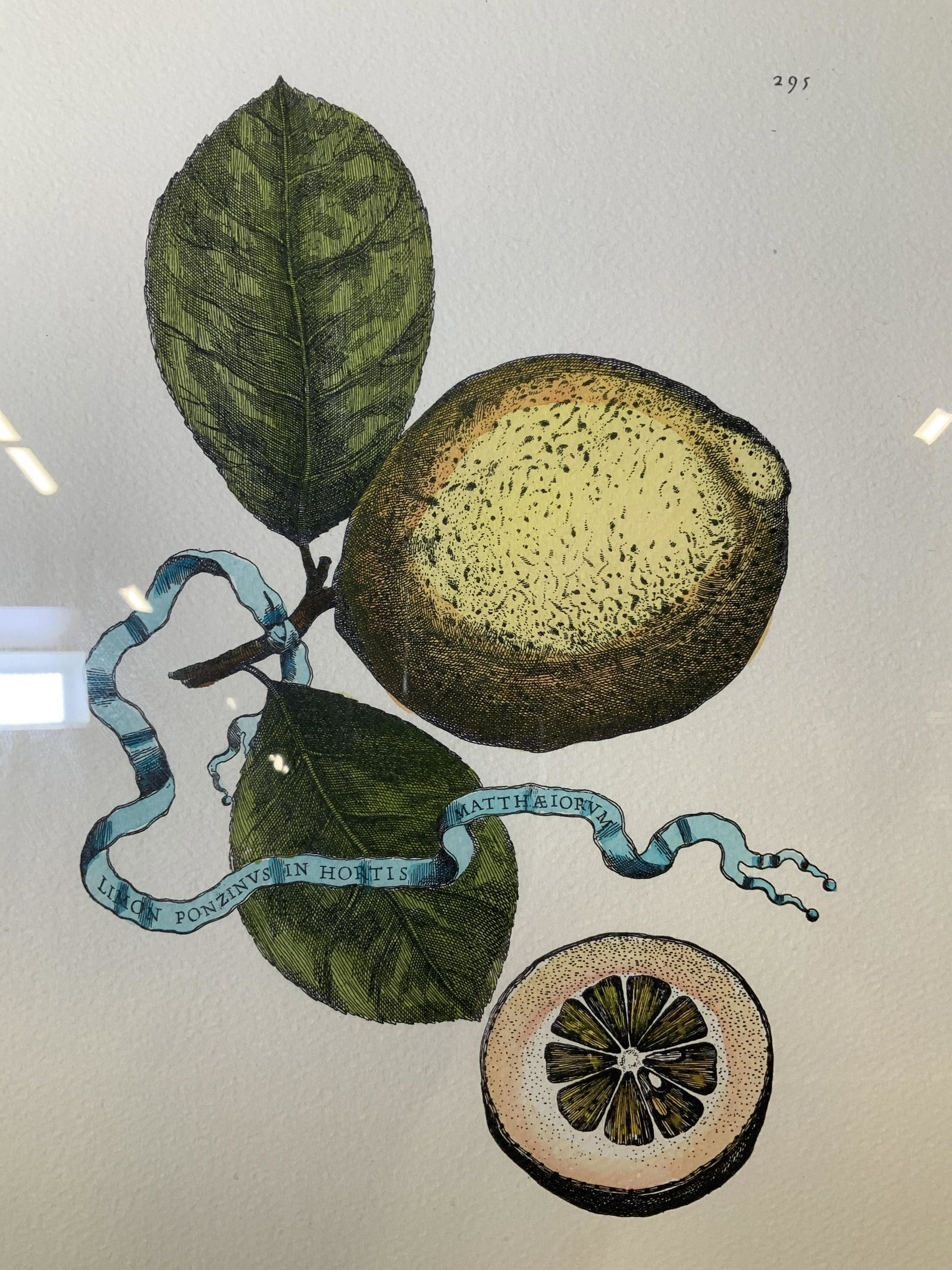 GIOVANNI BATTISTA FERRARI Lemon Engraving Artwork: GIOVANNI BATTISTA FERRARI Lemon hand colored Engraving, inscription reads ‘Limon ponzinvs in Hprtis Matth Aeiorvm 295’, subject a lemon, measures 22 1/2 x 22 1/2 inches, wooden frame painted black