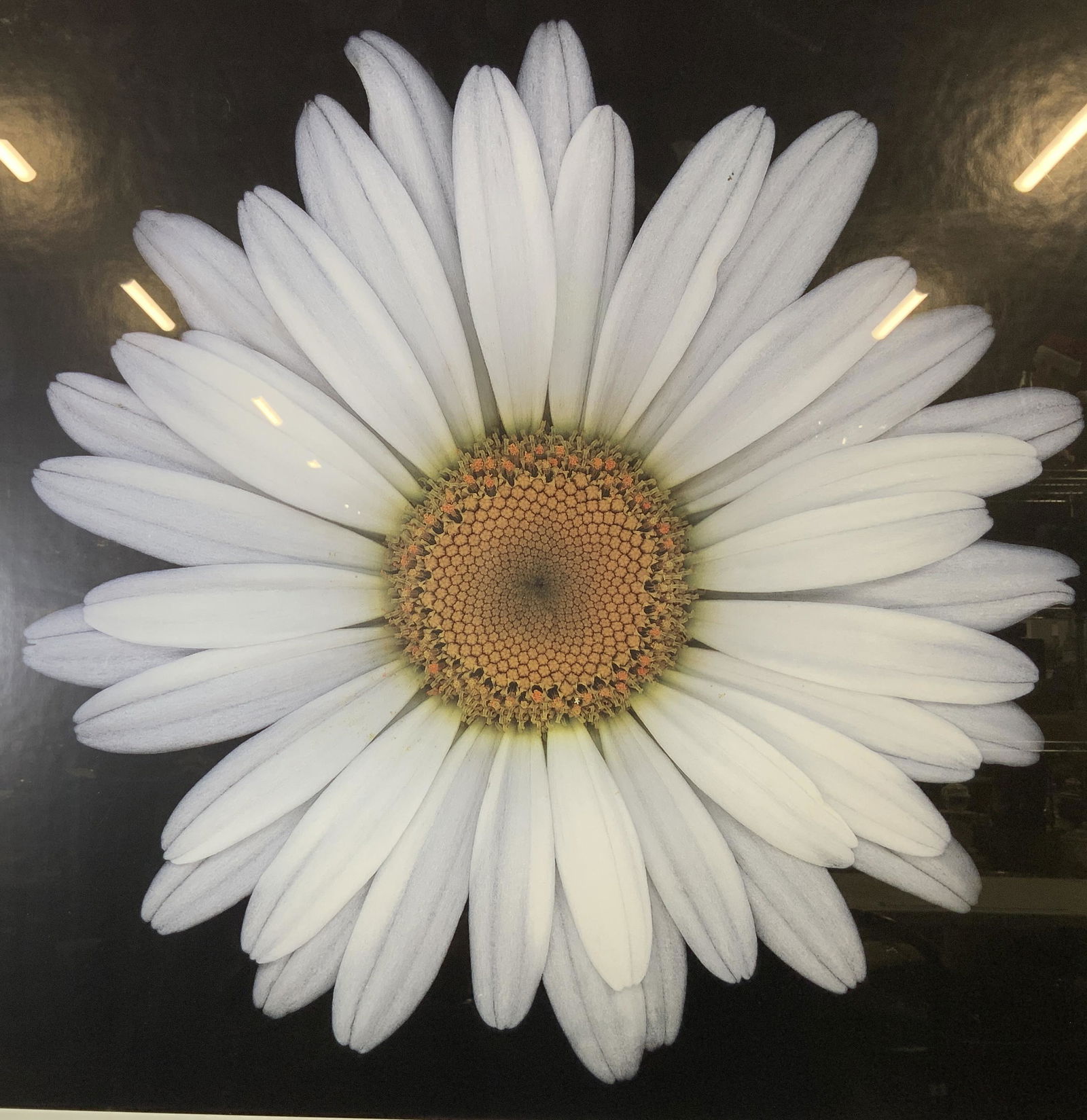 HAROLD FEINSTEIN Shasta Daisy Offset Lithograph: HAROLD FEINSTEIN Shasta Daisy Offset Lithograph, inscription reads ‘Shasta Daisy Harold Feinstein’, subject a closeup of a flower, measures 34 1/8 x 26 1/8 inches, black metal frame, some scuffs t