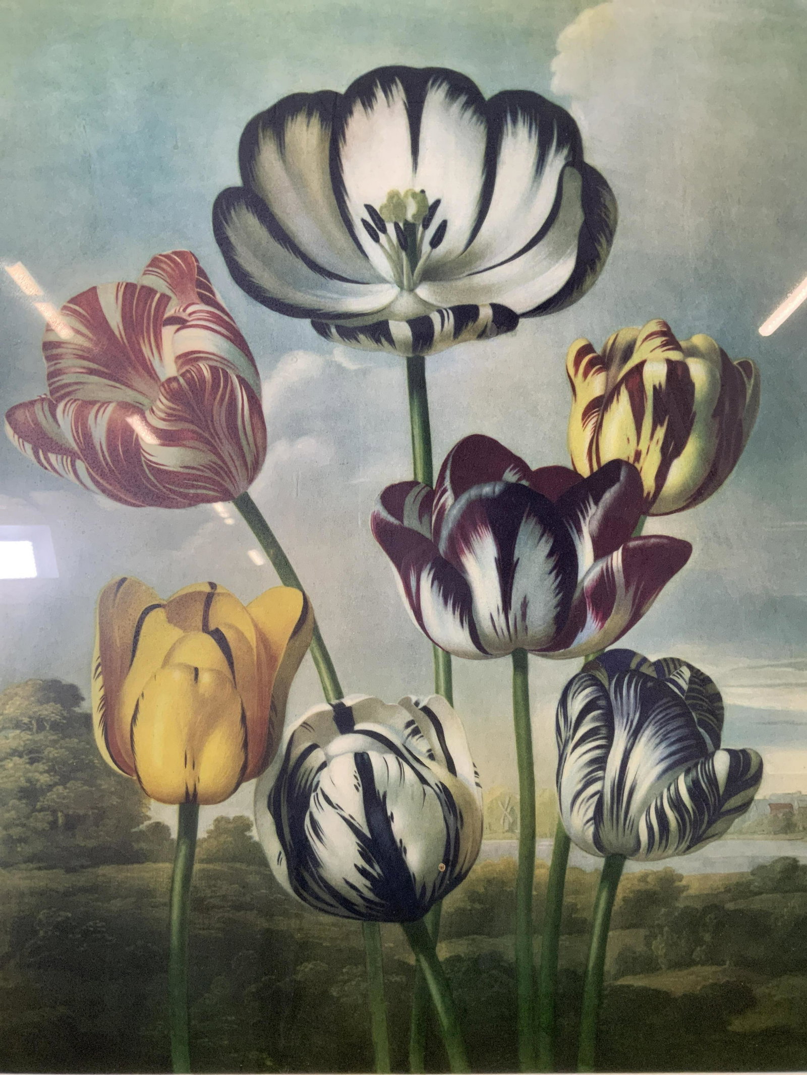 ROBERT JOHN THORTON Tulips Offset Lithograph: ROBERT JOHN THORTON Tulips Offset Lithograph, inscription reads ‘Beinaglepinxl Earlom sculpt Tulips London Published May 1/ 1798 by Dr Thorton’, subject multicolored flowers, measures 25 1/4 x 20 