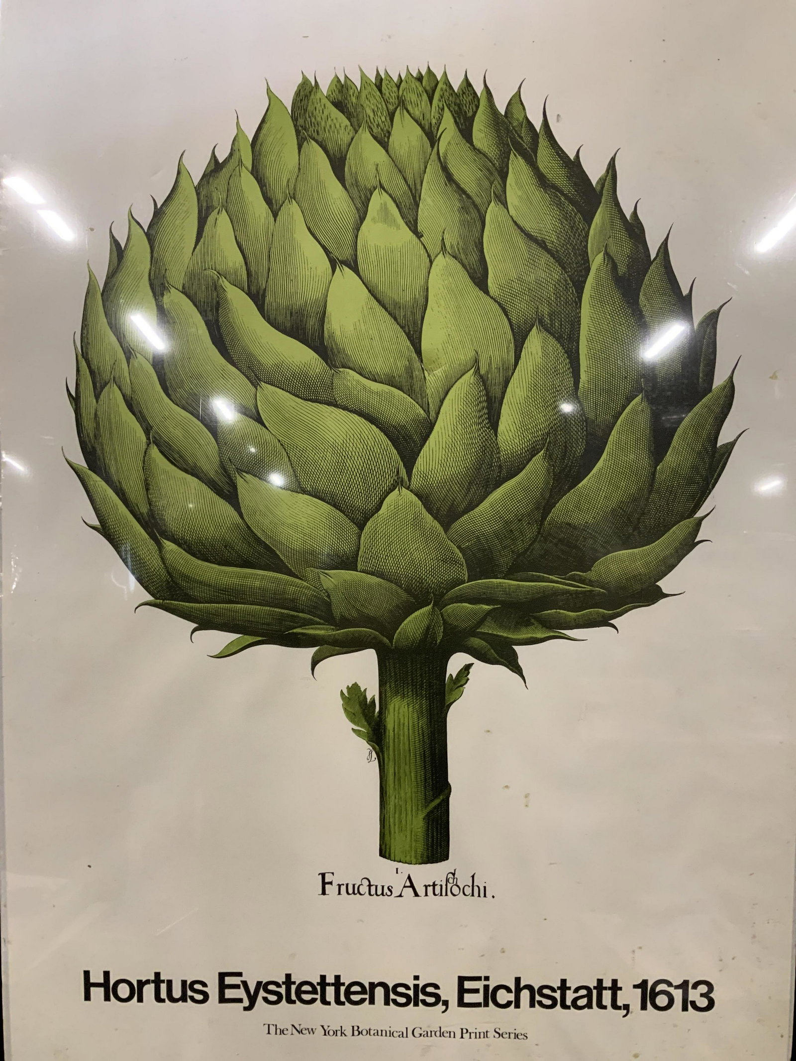 BASILIUS BESLER Artichoke Lithograph Advertisement: BASILIUS BESLER Artichoke Lithograph Advertisement, inscription reads ‘Fructus Artifchochi Horus Eystettensis Eichstatt 1613 The New York Botanical Garden Print Series Copyright by New York Botanica