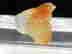 item-96270315=5