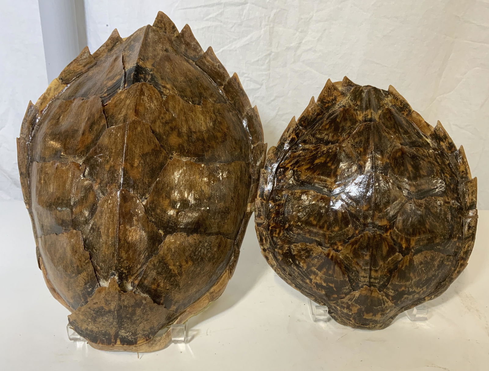 Lot 2 Turtle Shell Accessories: Lot includes two snapping turtle shells. Each shell is affixed with a string that allows for mounting or hanging. Pieces are possibly vintage. Largest shell measures approx 15.5 inches long, and 11 in