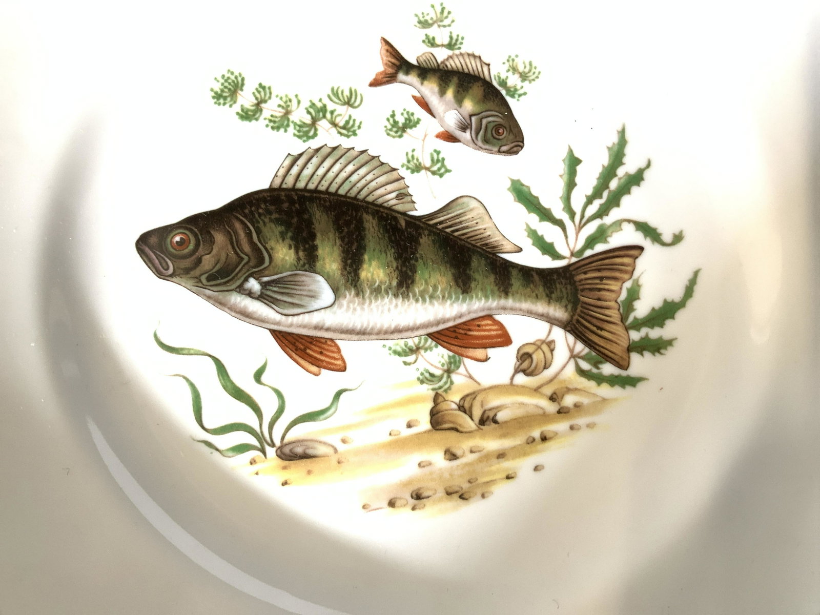 Set 6 NAAMAN ISRAEL Fish Design Ceramic Plates: 9 in. Plates, Dinner plates, luncheon plates, depicting different fish species on each plate, Hallmarked NAAMAN Israel. Gilt rim. Israelica Dishware, Fish Decor Ceramic Dinner Plates, Dinner Plates, N