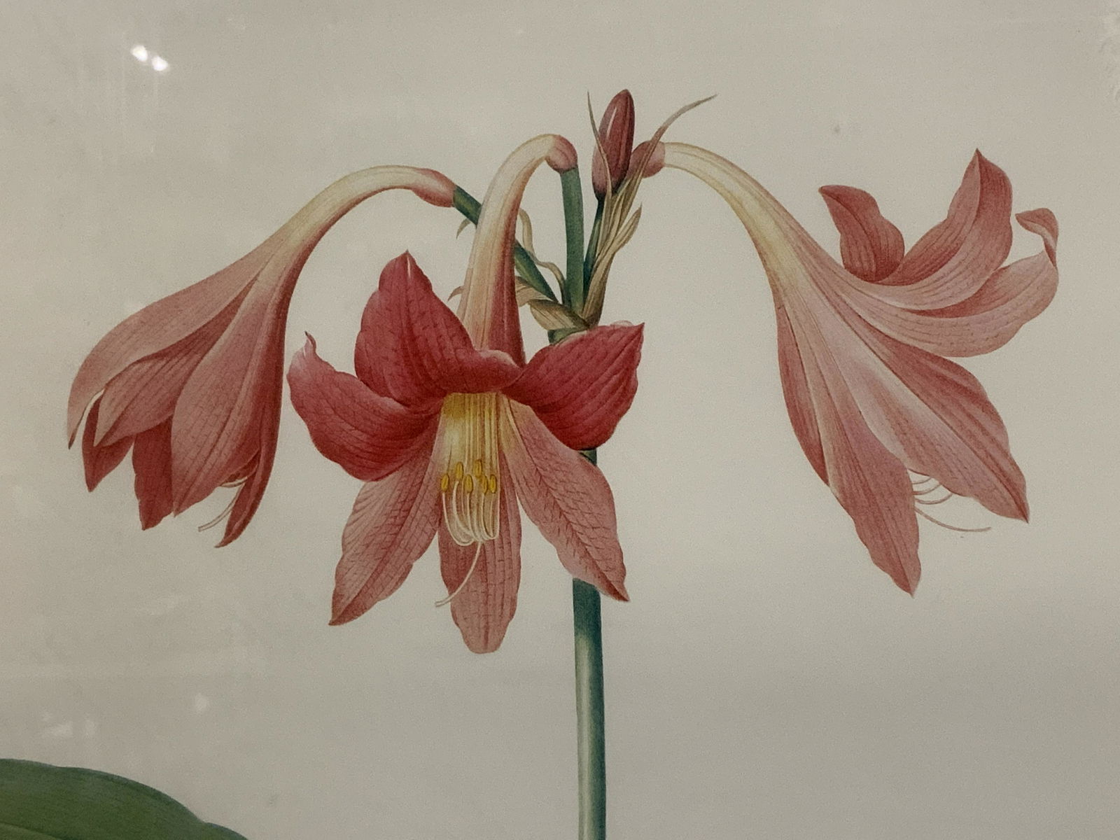 Botanical Offset Lithograph of Amaryllis, Artwork: Botanical offset lithograph of amaryllis , text to lower border reads ‘Amaryllis reticulata’ and ‘Amaryllis en reseau’, text to lower right corner reads ‘langlois sculp’, text to lower lef