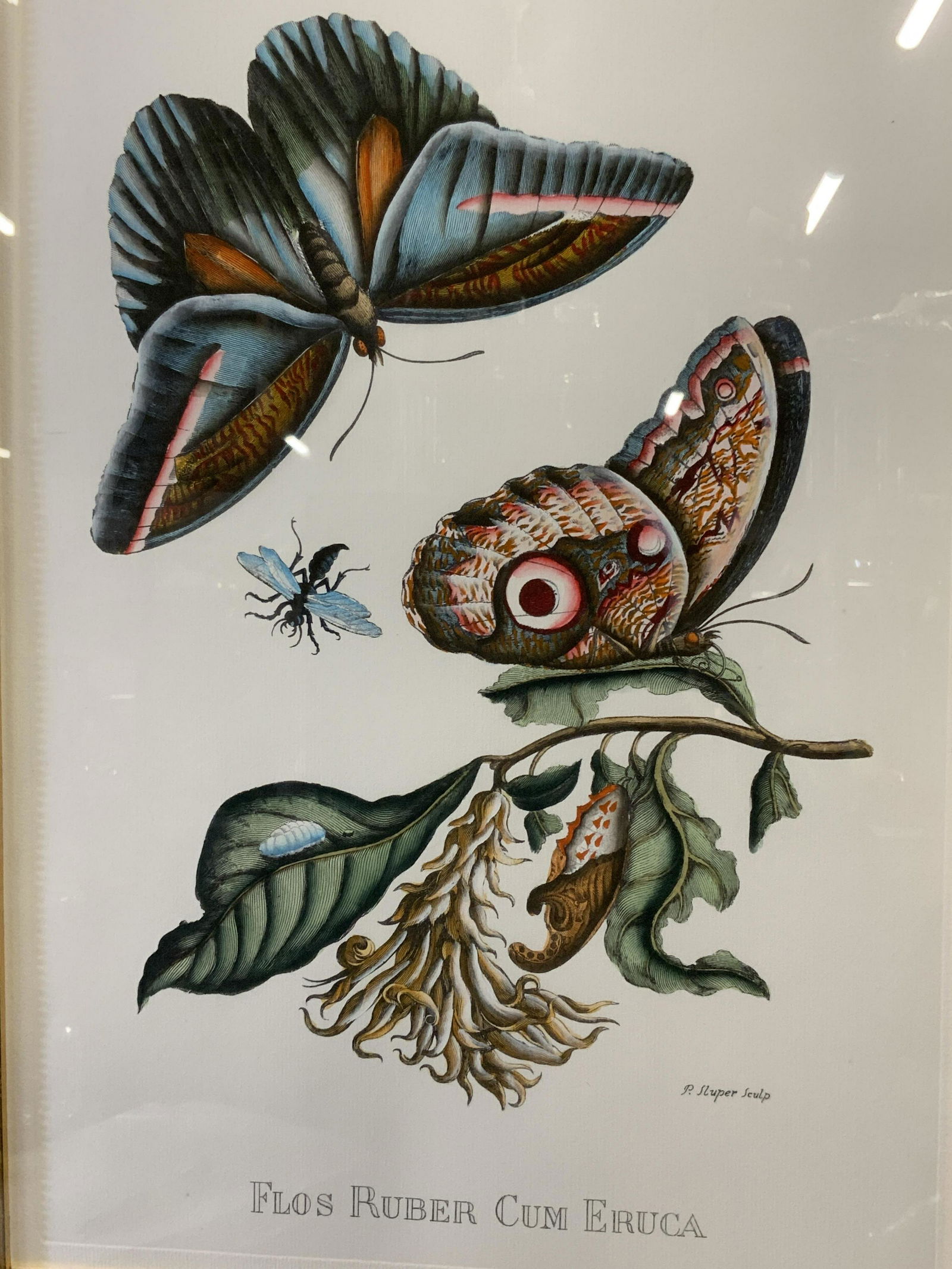 Botanical Lithograph Flos Ruber Cum Eruca, Artwork: Botanical lithograph of Flos Ruber Cum Eruca, text to lower border reads ‘Flos Ruber Cum Eruca’ and ‘P.Sluper Sculp’, subject 2 butterflies flying around a plant, matted in red with a gilt woo