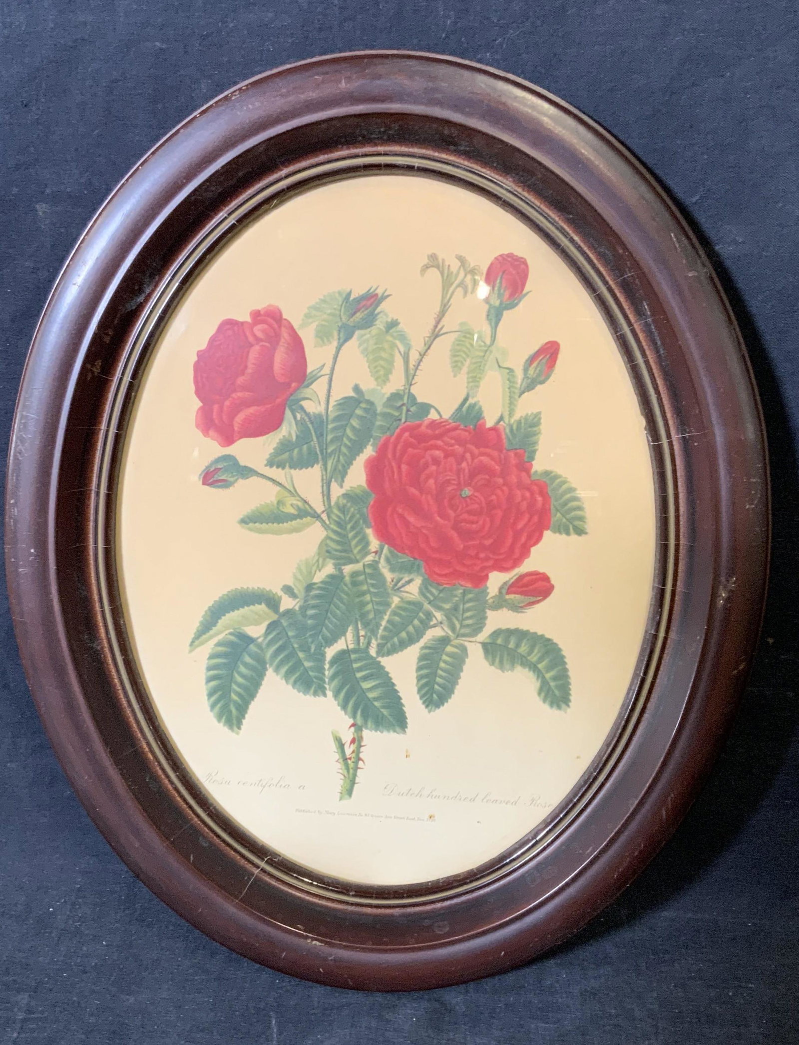 Offset Lithograph of Roses, Artwork: Offset Lithograph of roses, text to lower border reads ‘Rosa centifolia a’ ‘Dutch hundred leaved Rose’ and ‘Published by Mary Lawrence No.83 Queen Ann Street East Dee 1796’, subject roses 