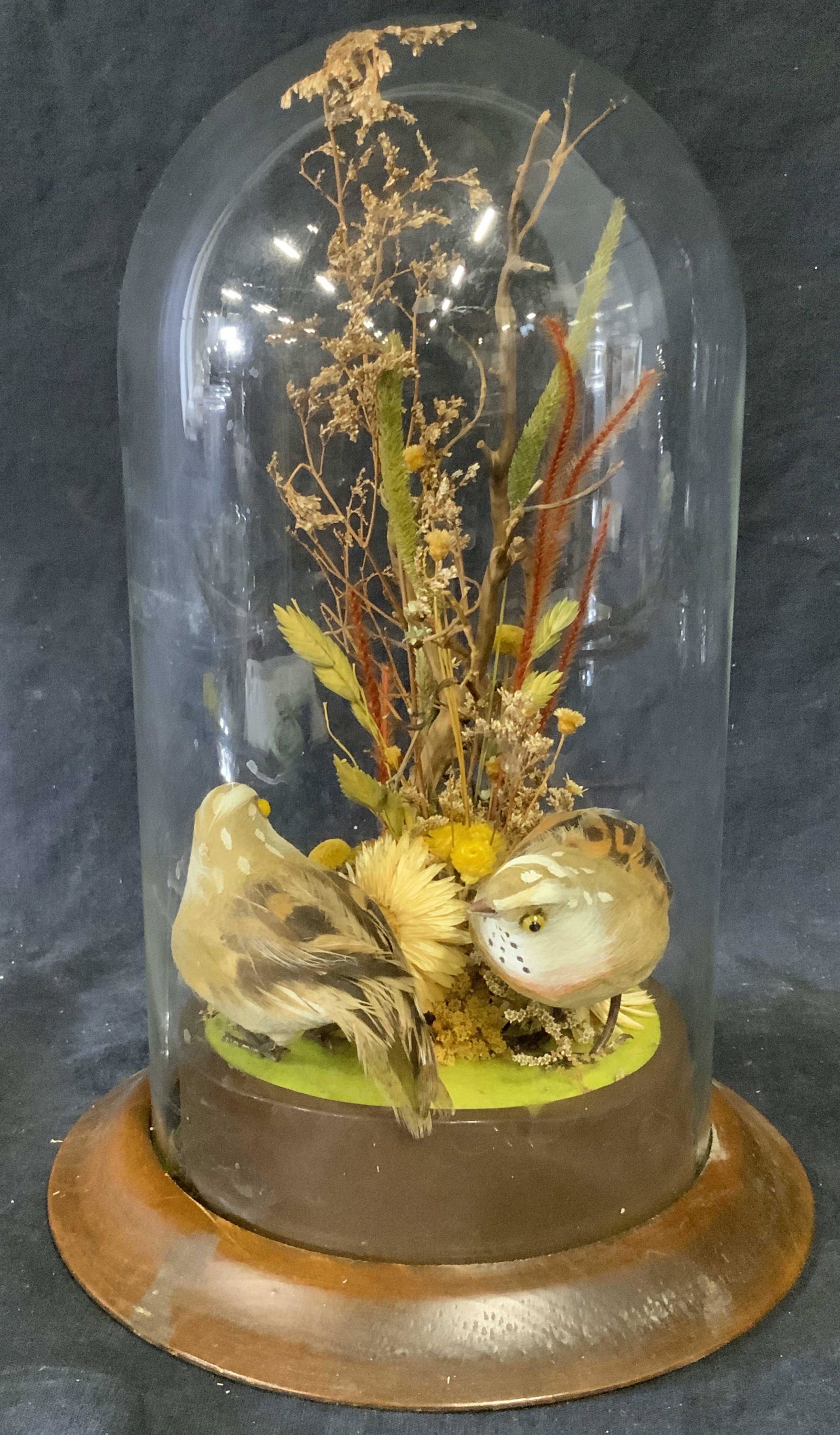 Diorama of Birds and Plants: Diorama of birds and plants in a cloche, no apparent inscriptions or markings, subject two brown birds walking around a gathering of plants and flowers, wooden base, glass cloche cracked, piece measur