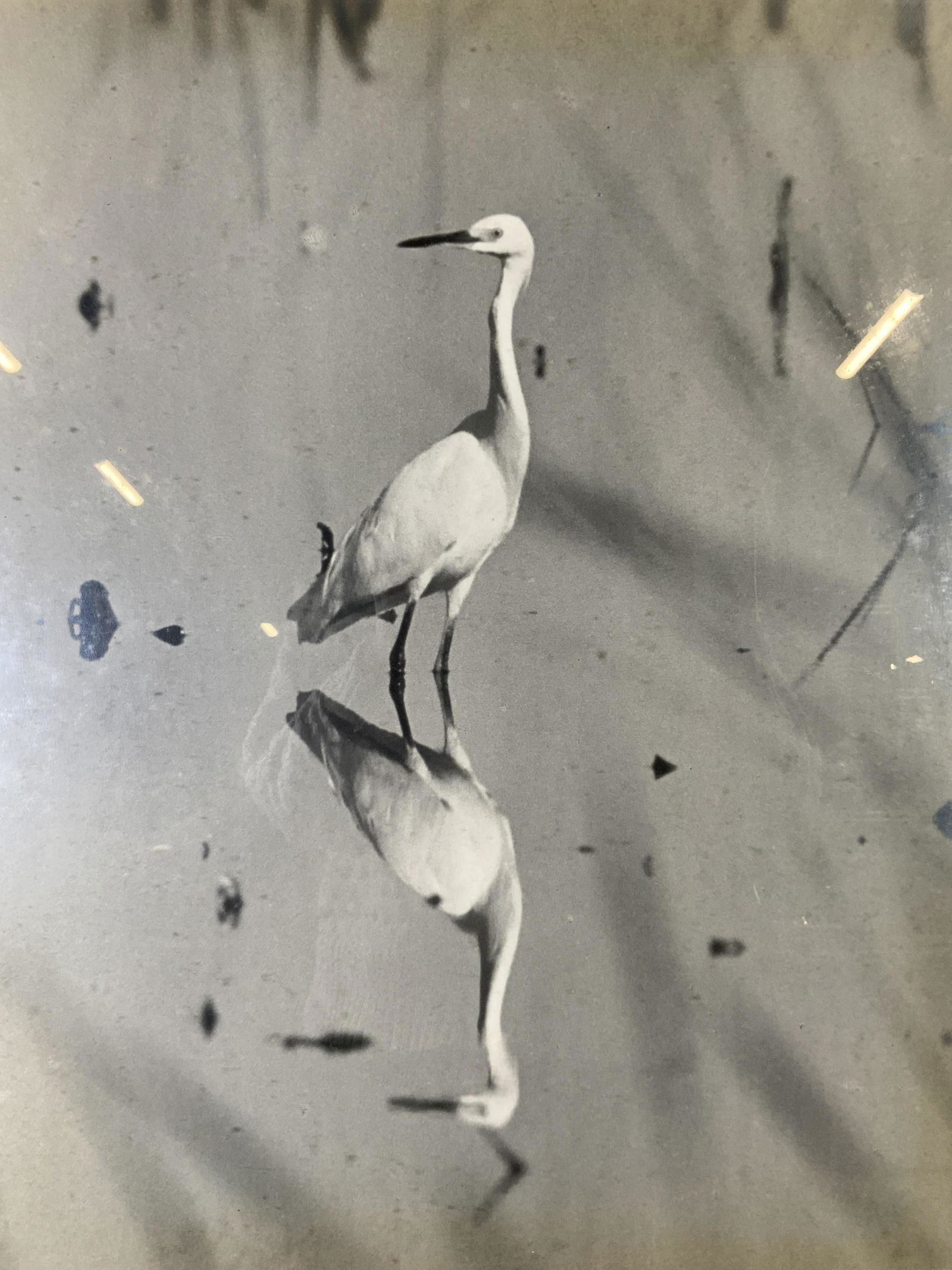Signed Photograph of Snowy Egret (1 of 6)