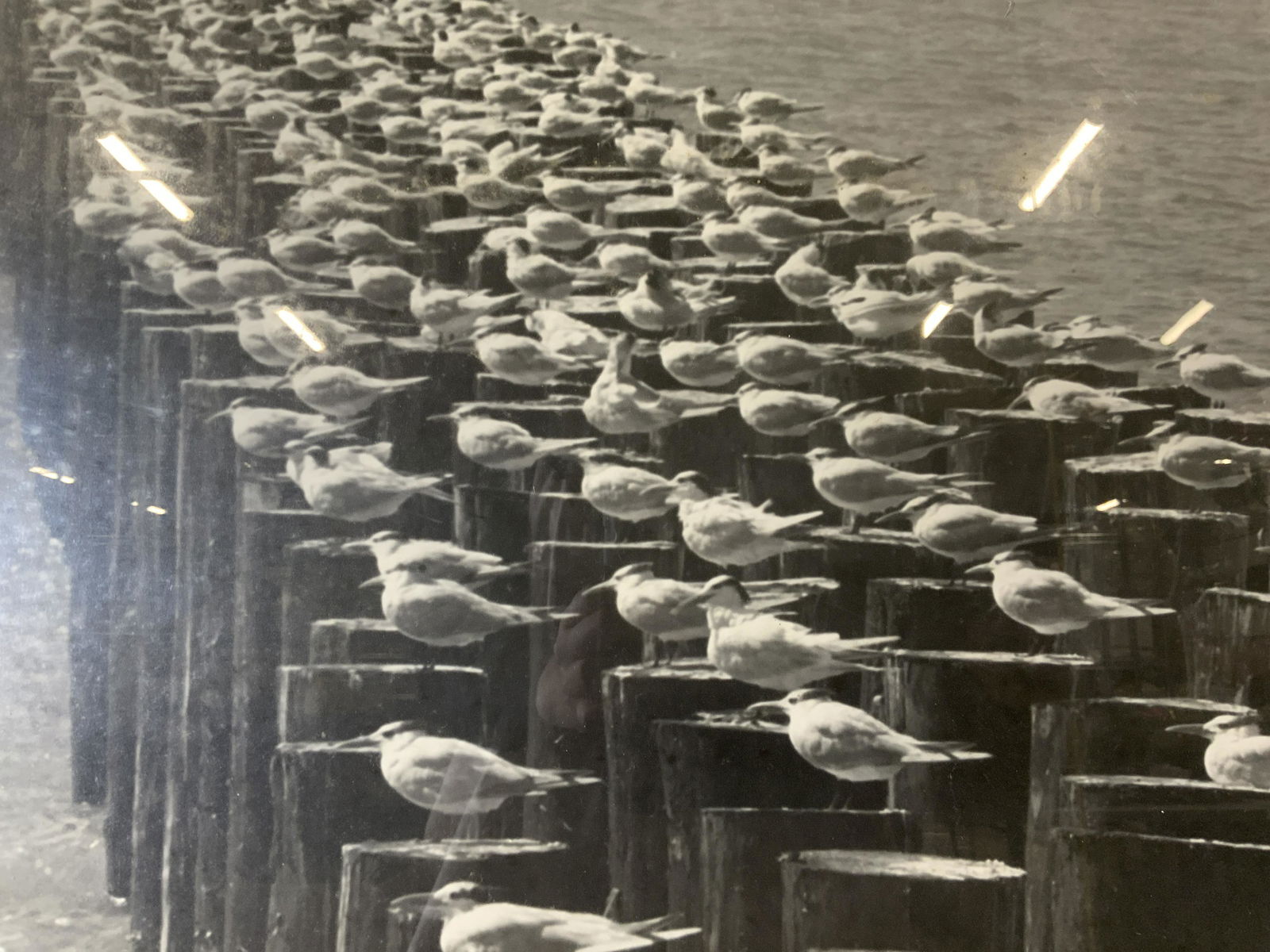 Signed Photograph of Royal Terns (1 of 9)