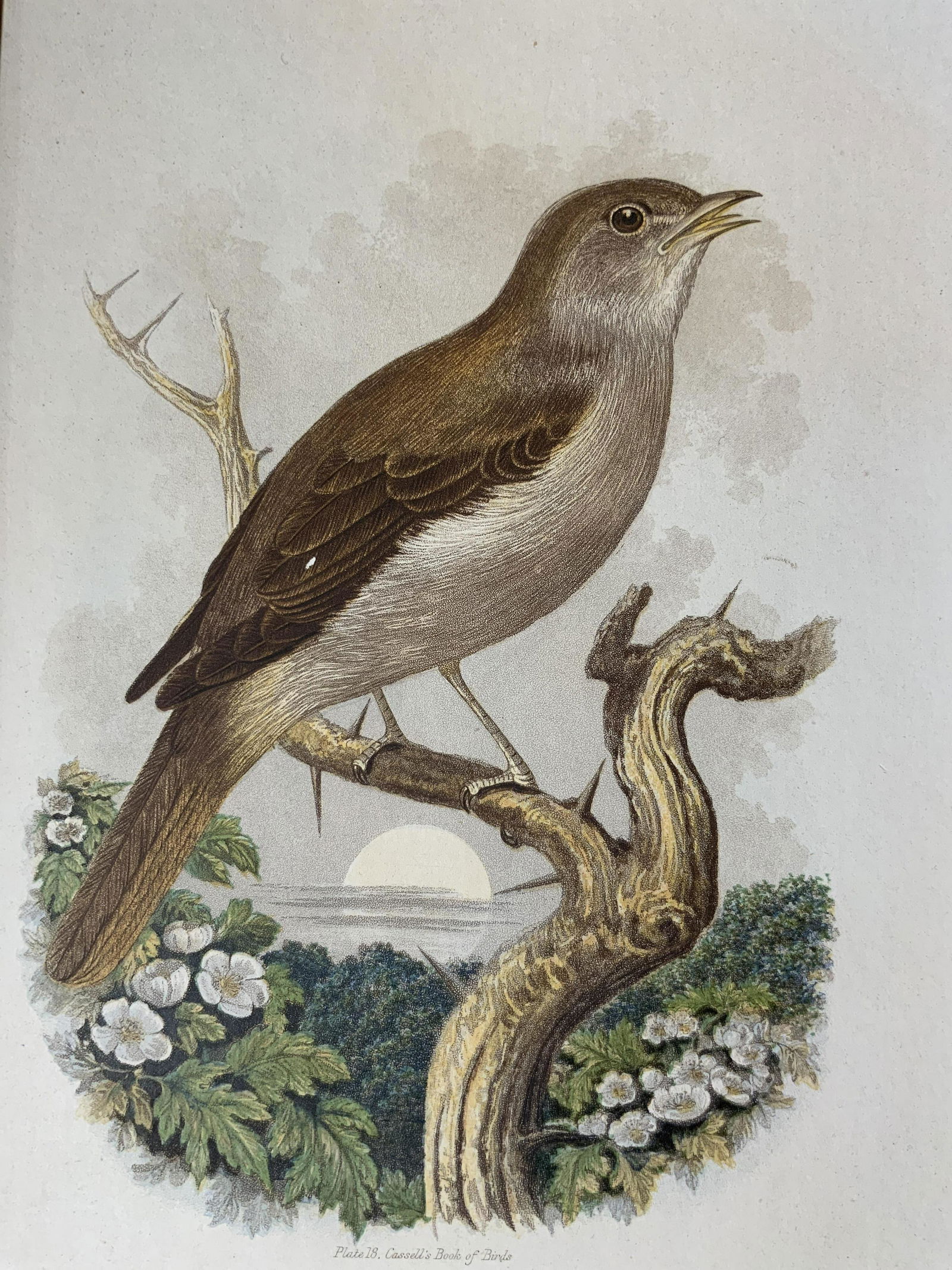 CASSELL Nightingale Lithograph Artwork (1 of 6)