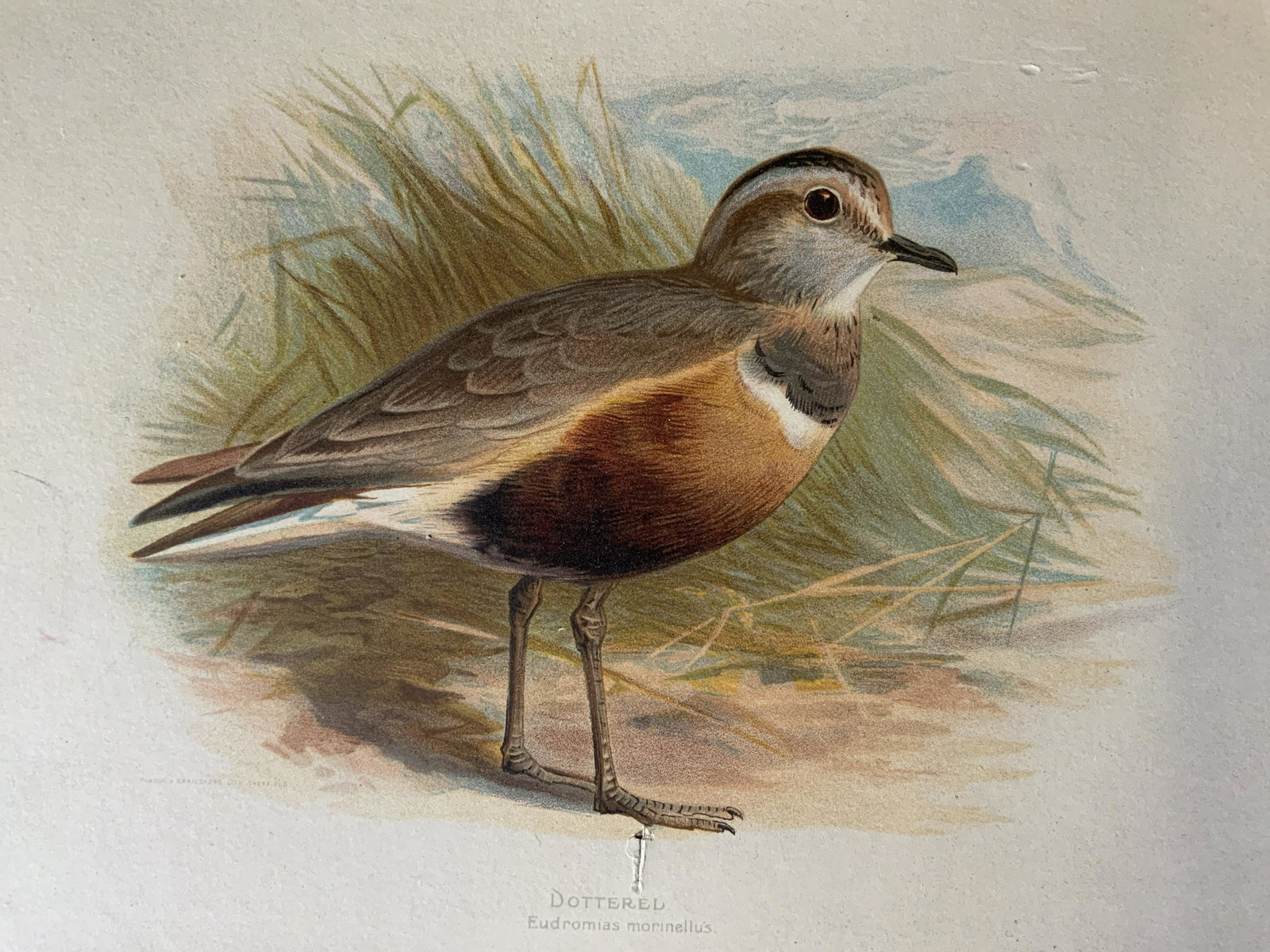 CHARLES WHYMPER Dotterel Lithograph Artwork: CHARLES WHYMPER Dotterel Lithograph, inscriptions read ‘Game Birds & Wild Fowl of the British Islands Plate XXI Dotterel Eudromias morinellus’, subject a bird on sand, measures 14 5/8 x 16 inches,