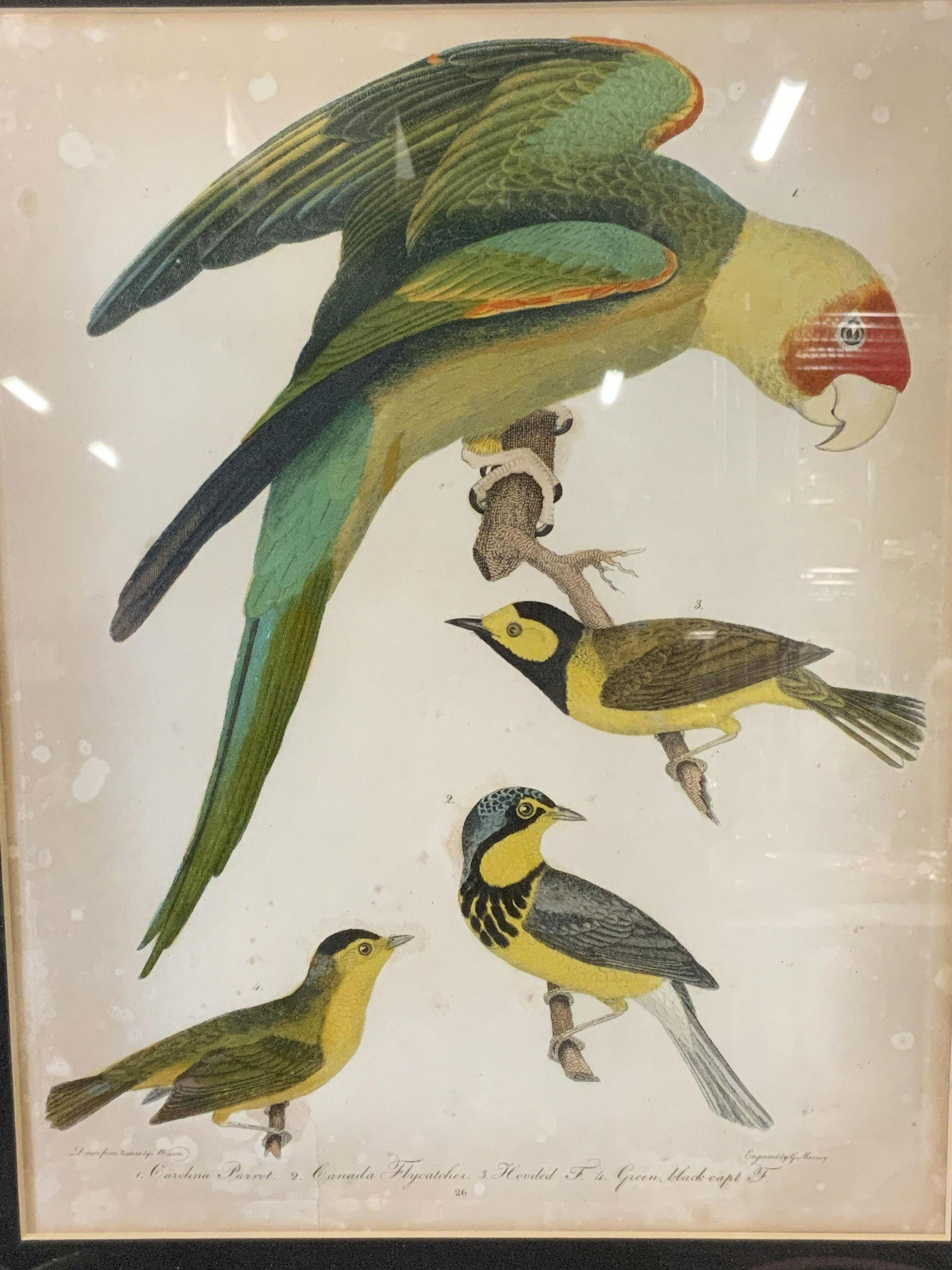 Colored Bird Engraving Artwork (1 of 9)