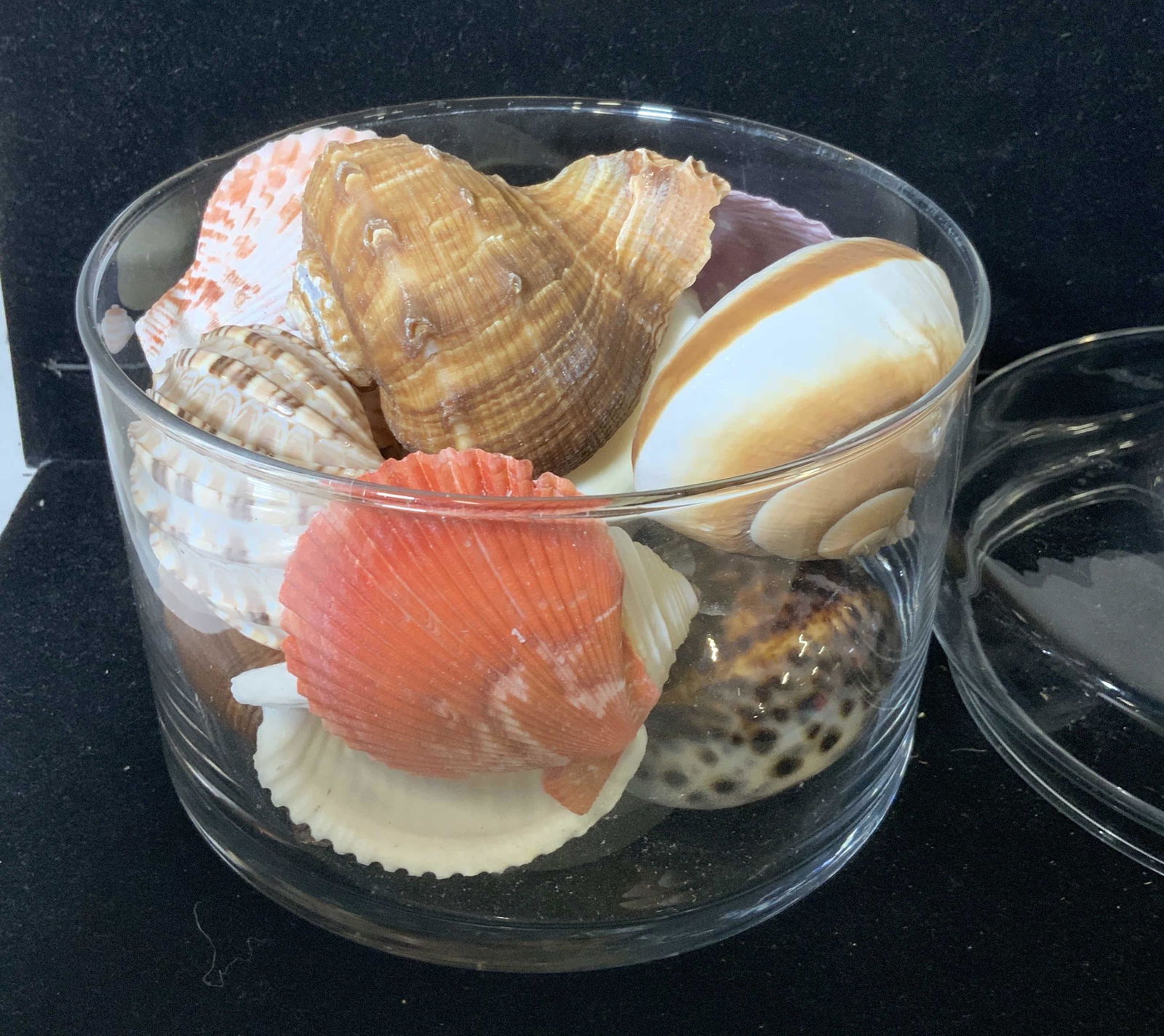 Exotic Shell Display in Lidded Glass Jar (1 of 6)