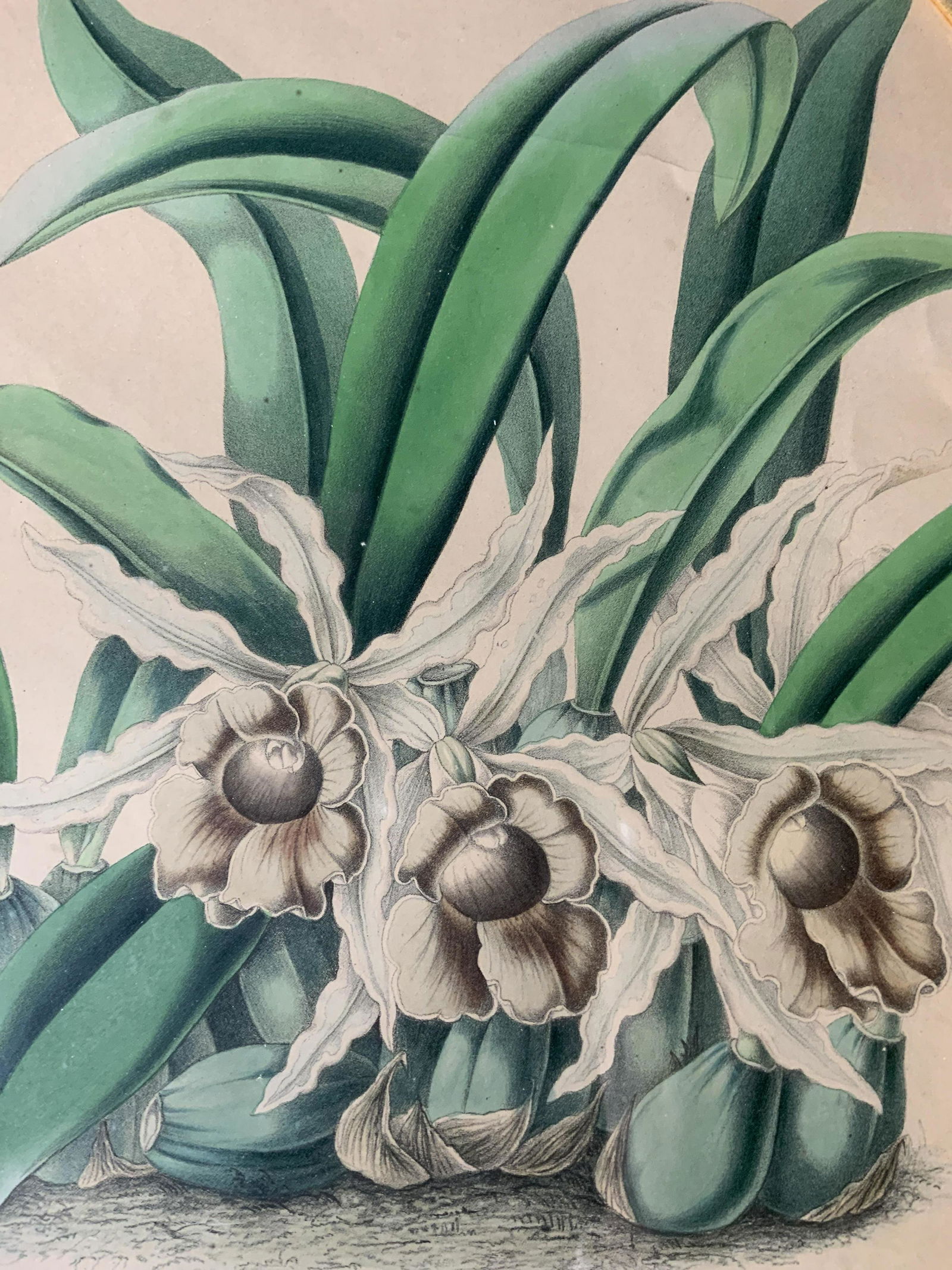 ROBERT WARNER Orchid Lithograph Artwork (1 of 9)