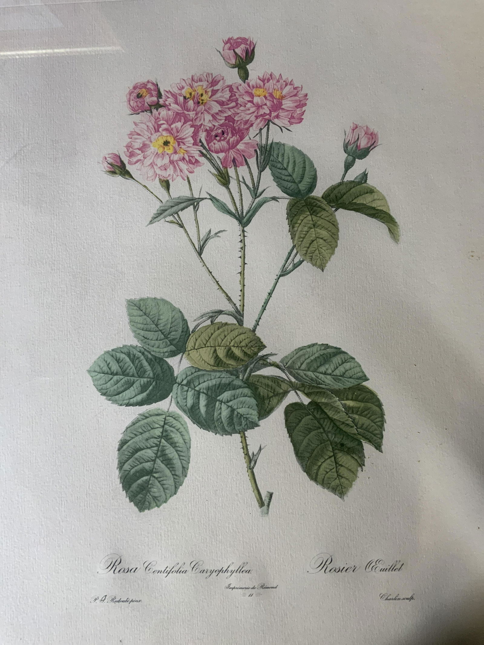 PIERRE JOSEPH REDOUTE Botanical Lithograph Artwork (1 of 7)
