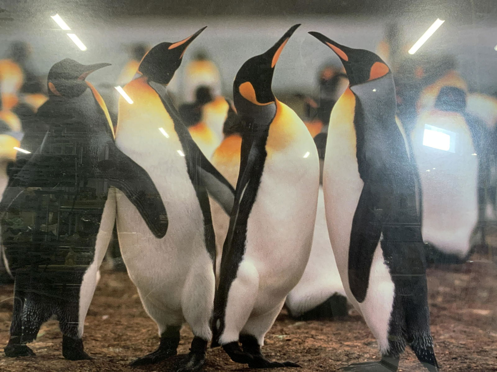 WOLFGANG KAEHLER King Penguin Offset Lithograph (1 of 6)