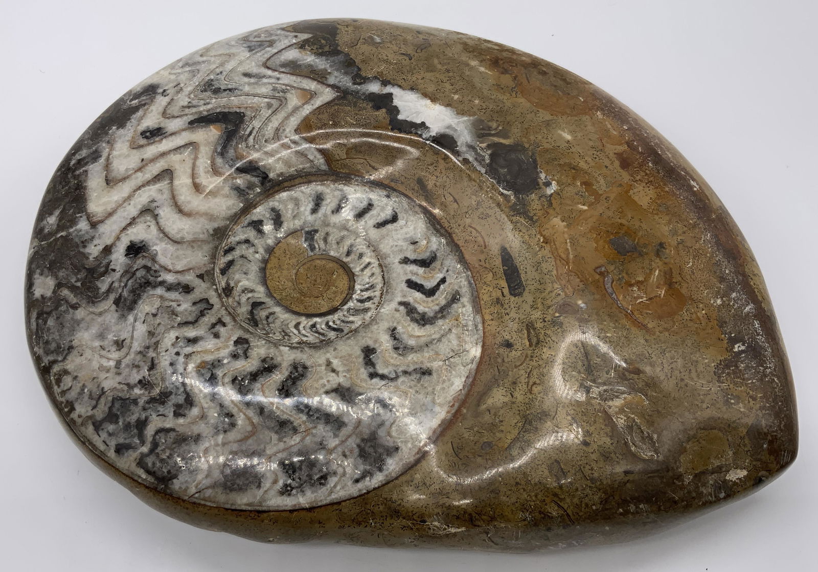 Fossilized Ammonite Crystal (1 of 9)