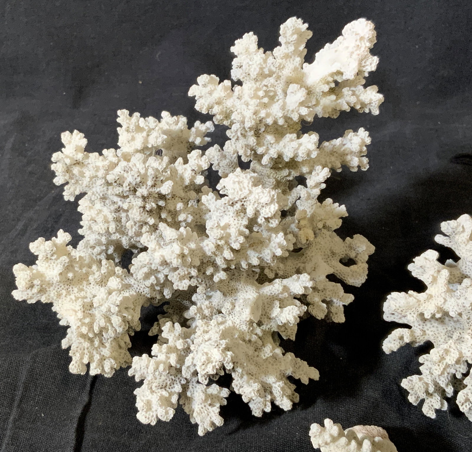 Group Lot White Coral Clusters (1 of 6)